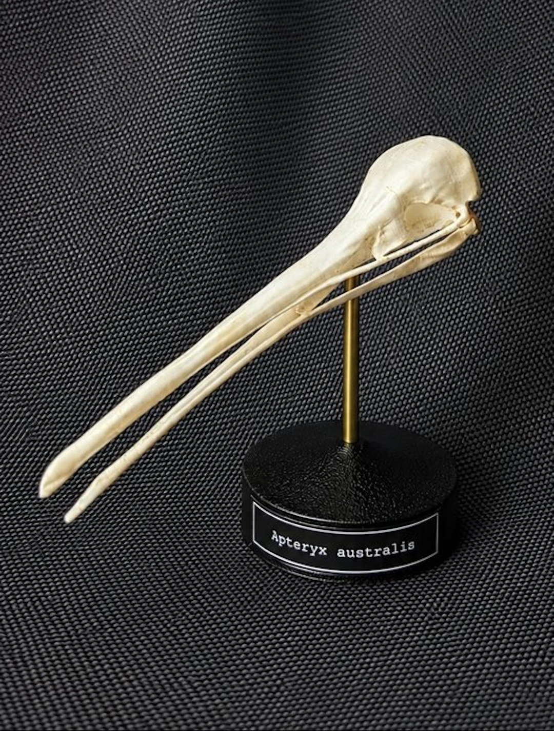 Kiwi Skull - (Apteryx australis) - Museum Grade Replica...