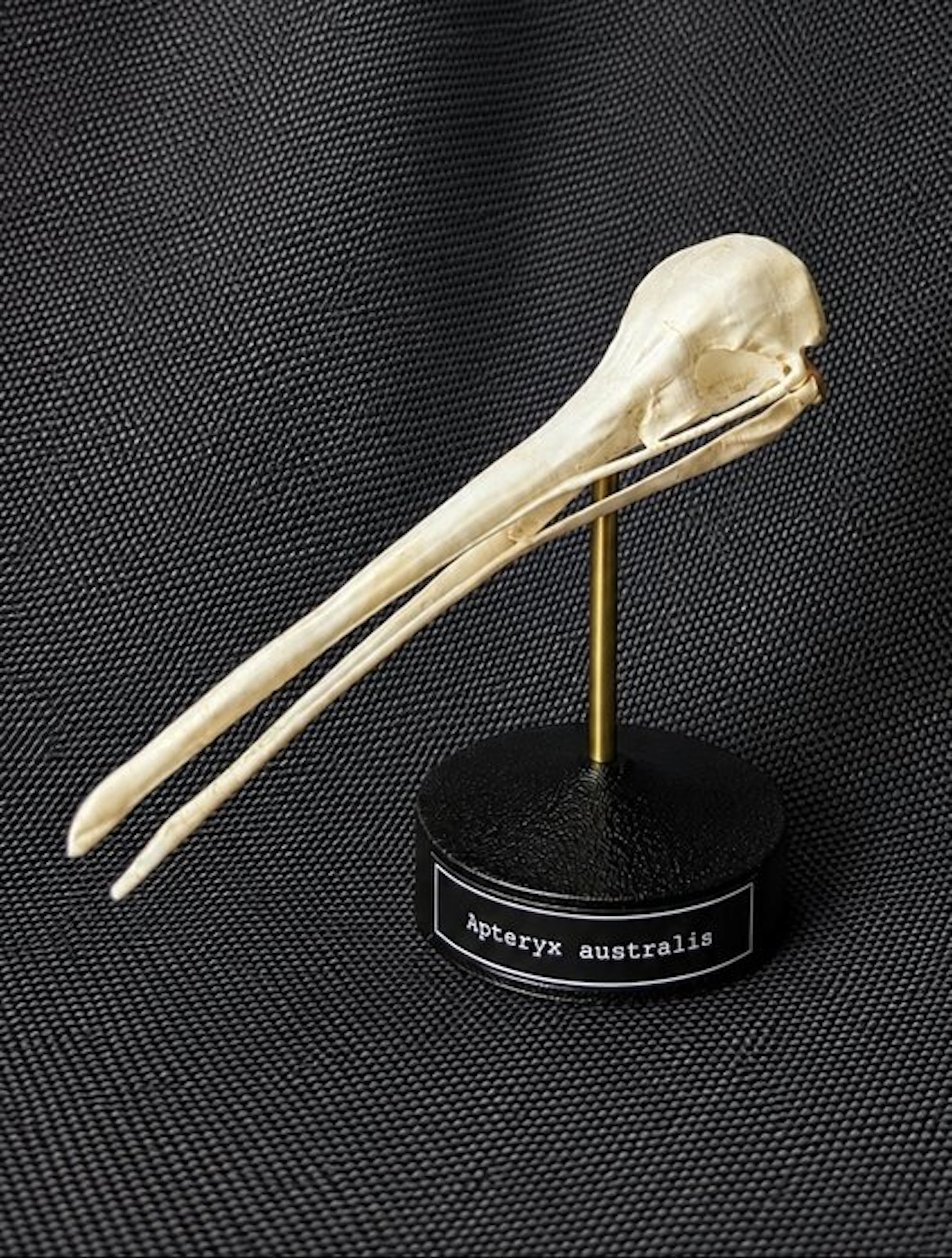 Kiwi Skull - (Apteryx australis) - Museum Grade Replica...
