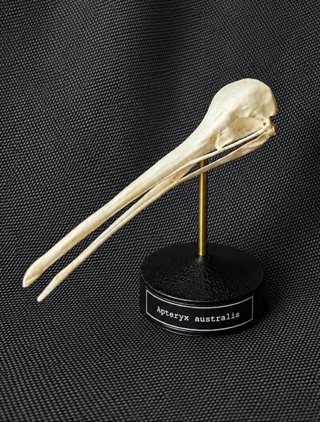 Kiwi Skull - (Apteryx australis) - Museum Grade Replica...