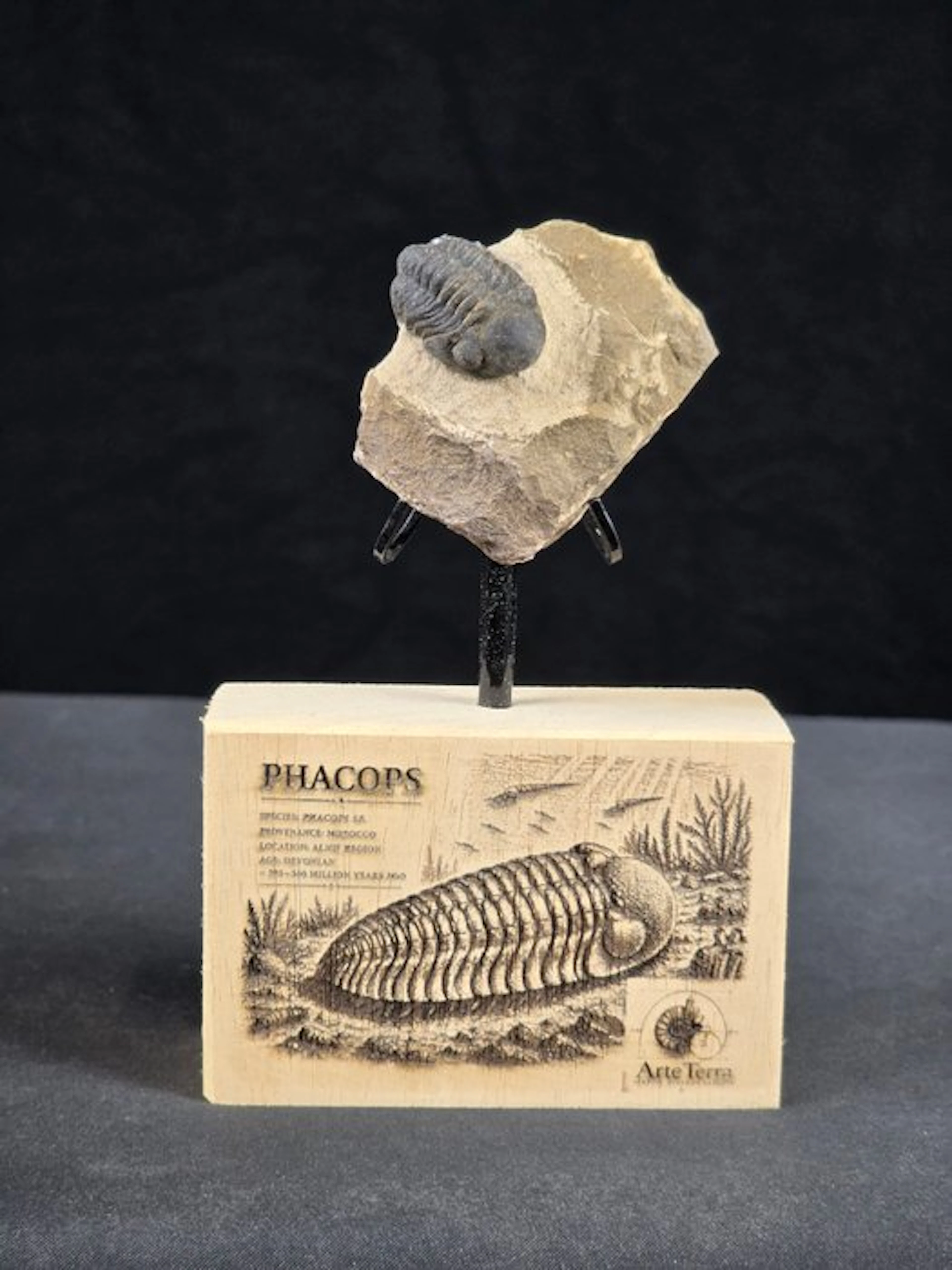 Trilobite - Fossilised animal - Phacops (No reserve price)