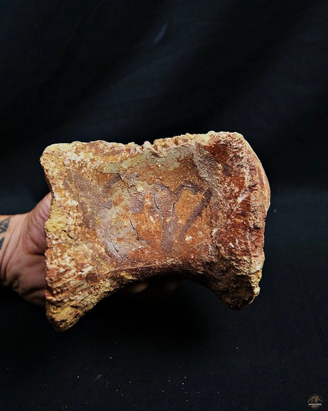 Dinosaur - Fossil vertebra bone - Spinosaurus aegyptiacus