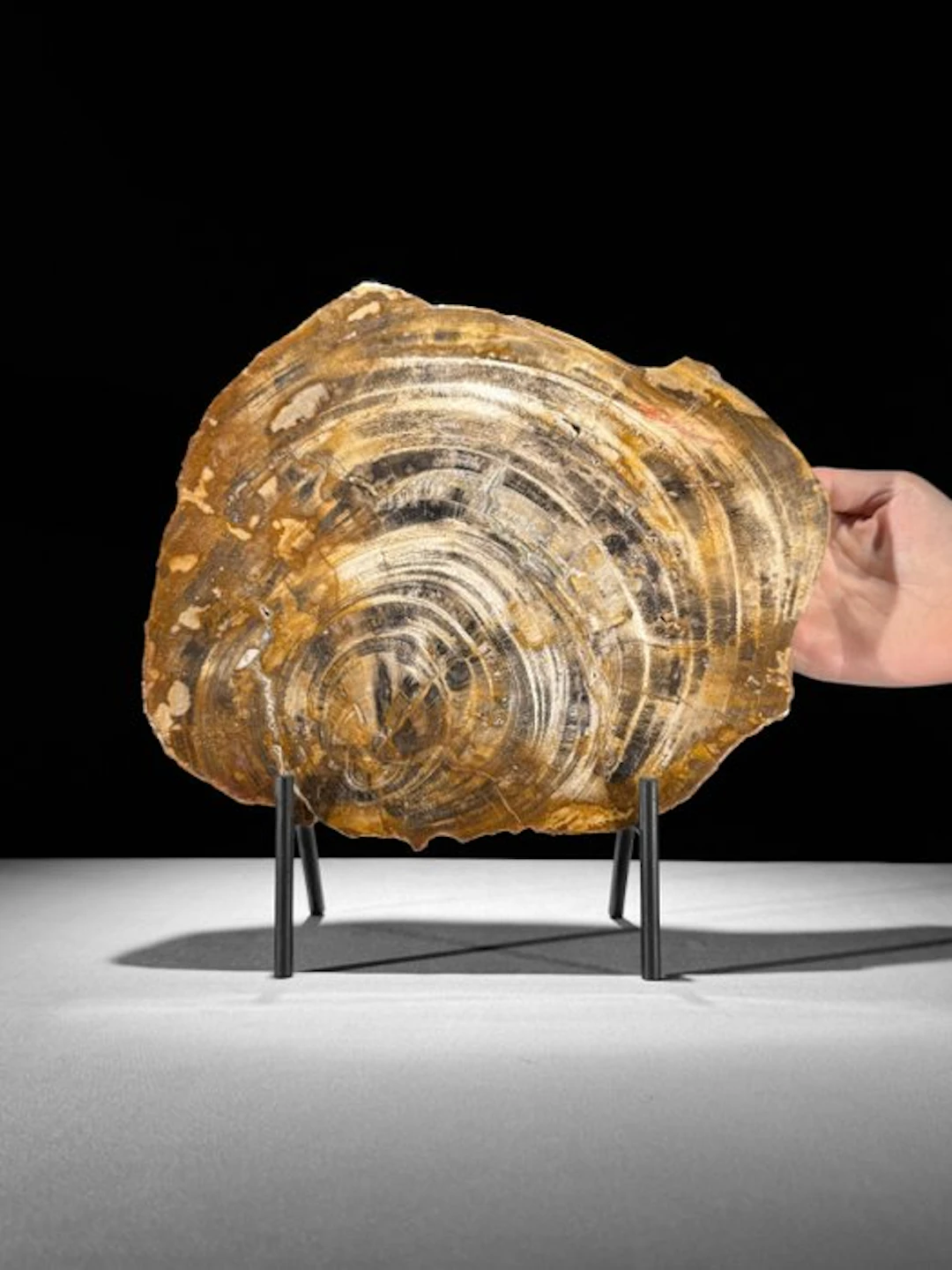 Stunning Slice of Petrified Wood on a custom stand...
