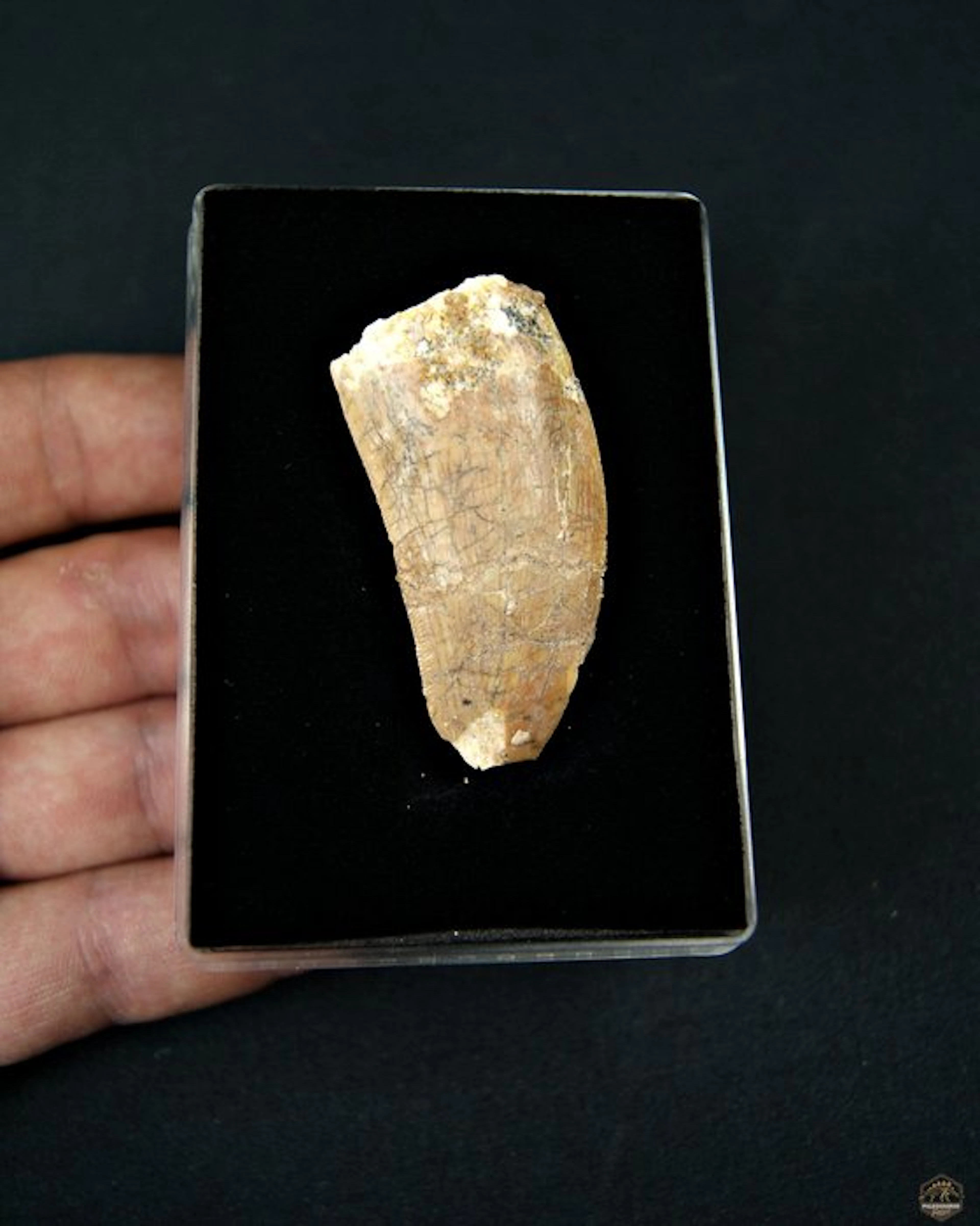 Dinosaur - Fossil tooth - Carcharodontosaurus Saharicus