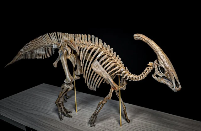 Fossil skeleton - Parasaurolophus Replica Full Skeleton Scale 1/14 70 Cm