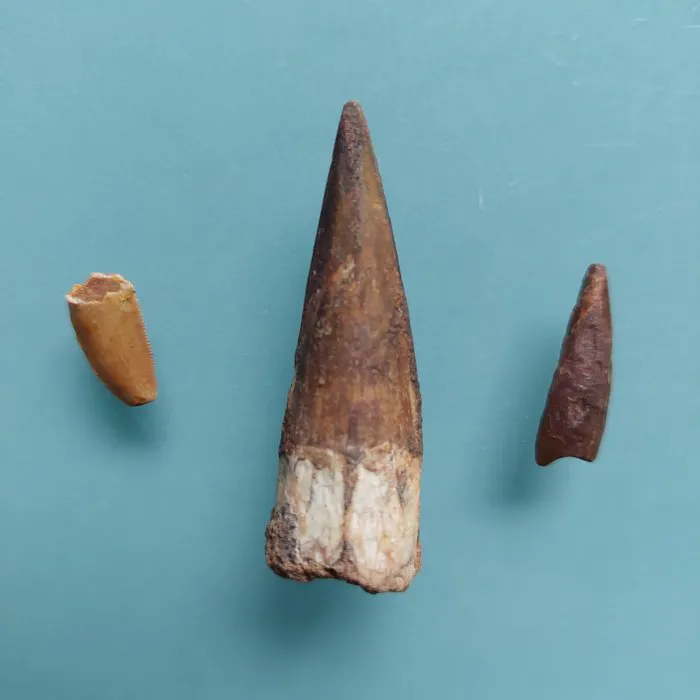 Dinosaur - Fossil tooth - Abelisaurus