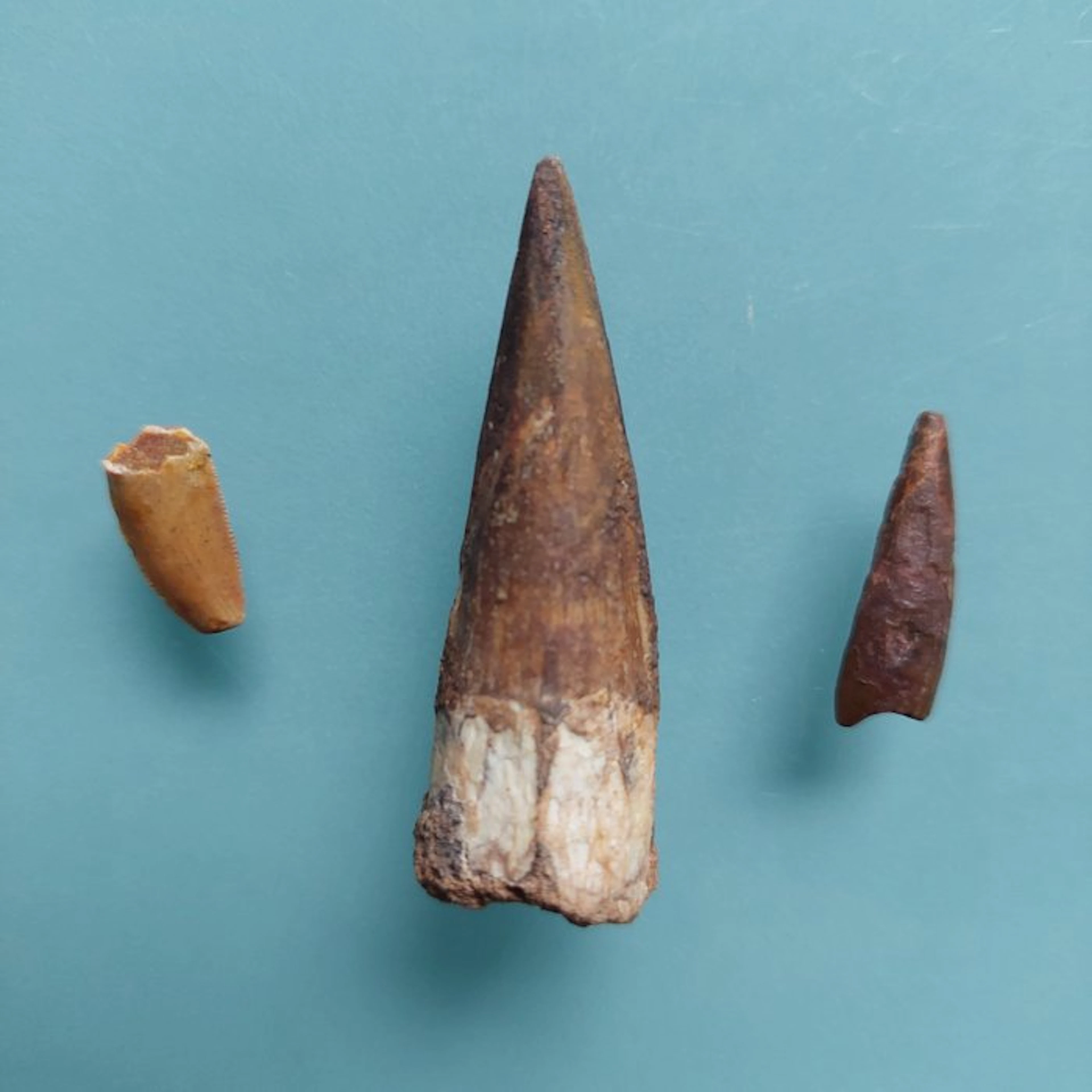 Dinosaur - Fossil tooth - Abelisaurus