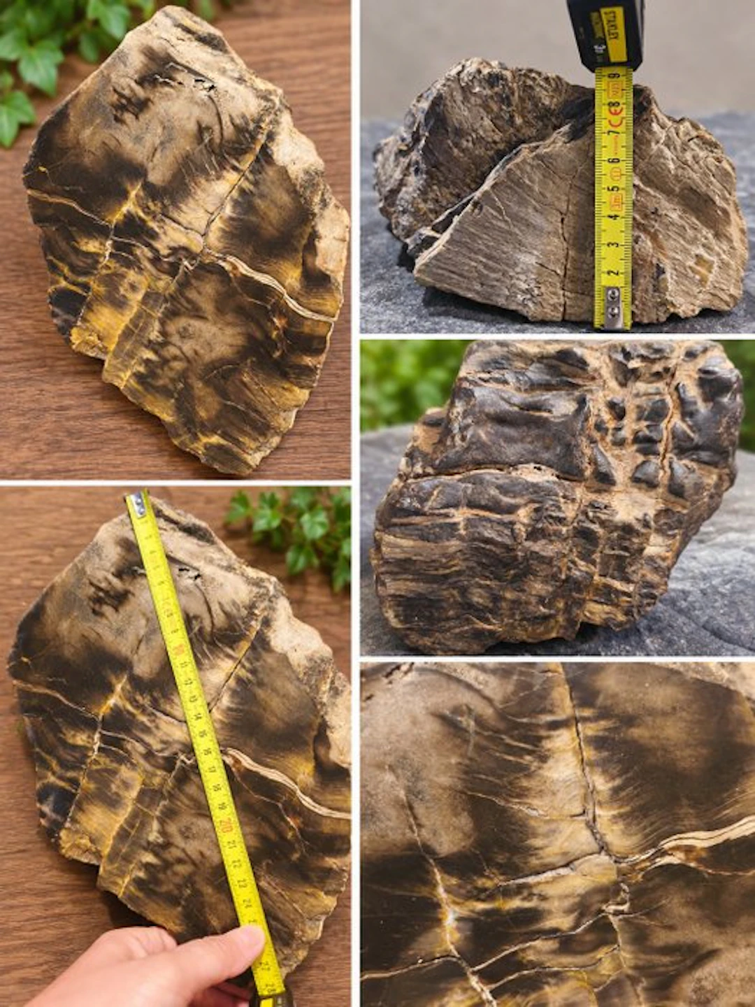 Petrified wood - Fossilised wood - Bois pétrifié - 28 cm (No reserve price)
