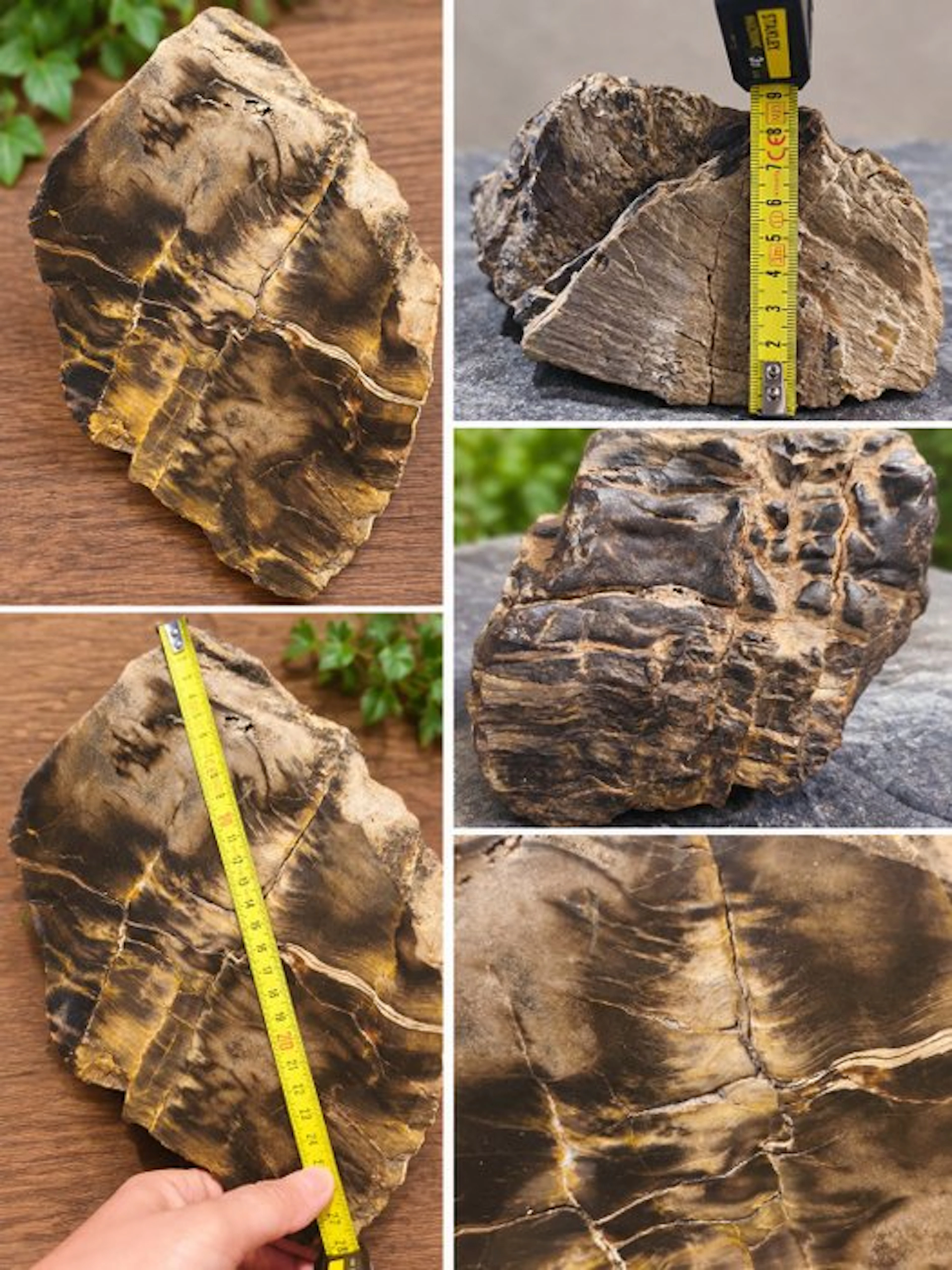 Petrified wood - Fossilised wood - Bois pétrifié - 28 cm (No reserve price)