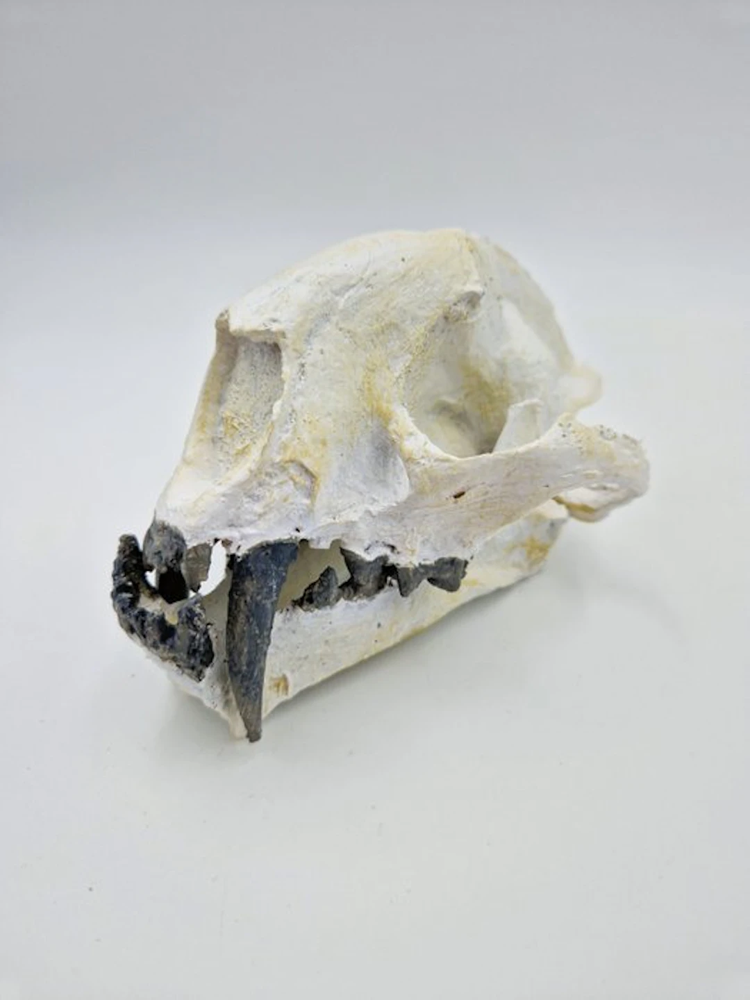 Sabre-toothed Cat Skull - REPLICA Dinictis. sp - 10.5 cm - 9 cm - 16 cm