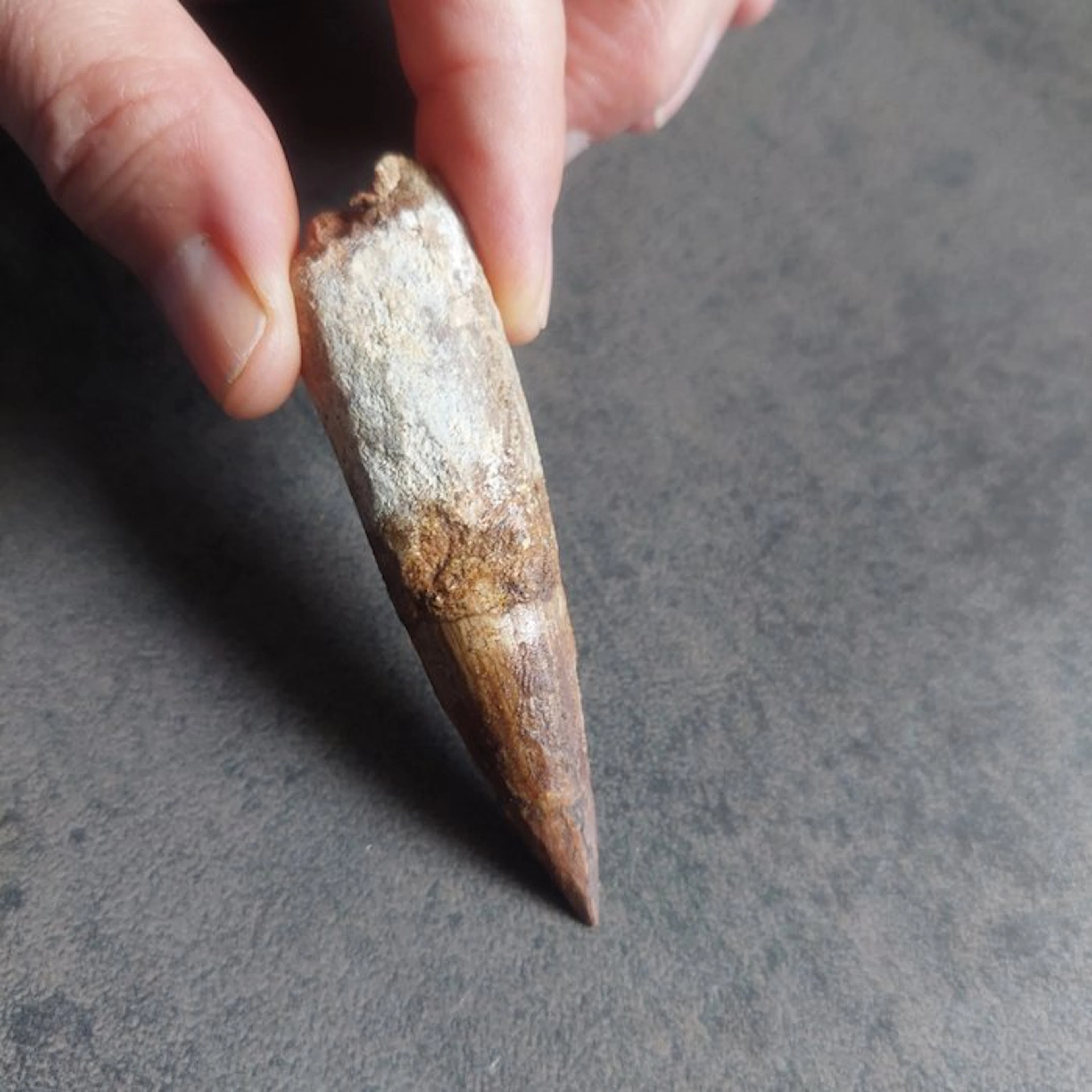 Dinosaur - Fossil tooth - Spinosaurus aegyptiacus - 80 mm...