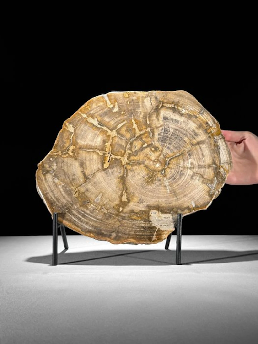 Womderful Slice of Petrified Wood on a custom stand...