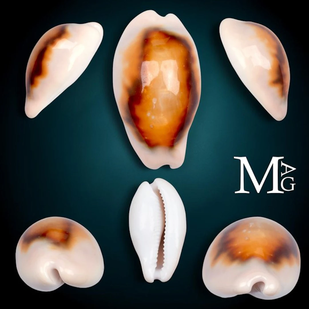 Cypraeidae - Chestnut Cowrie Sea shell - Neobernaya Spadicea – Chestnut Cowrie