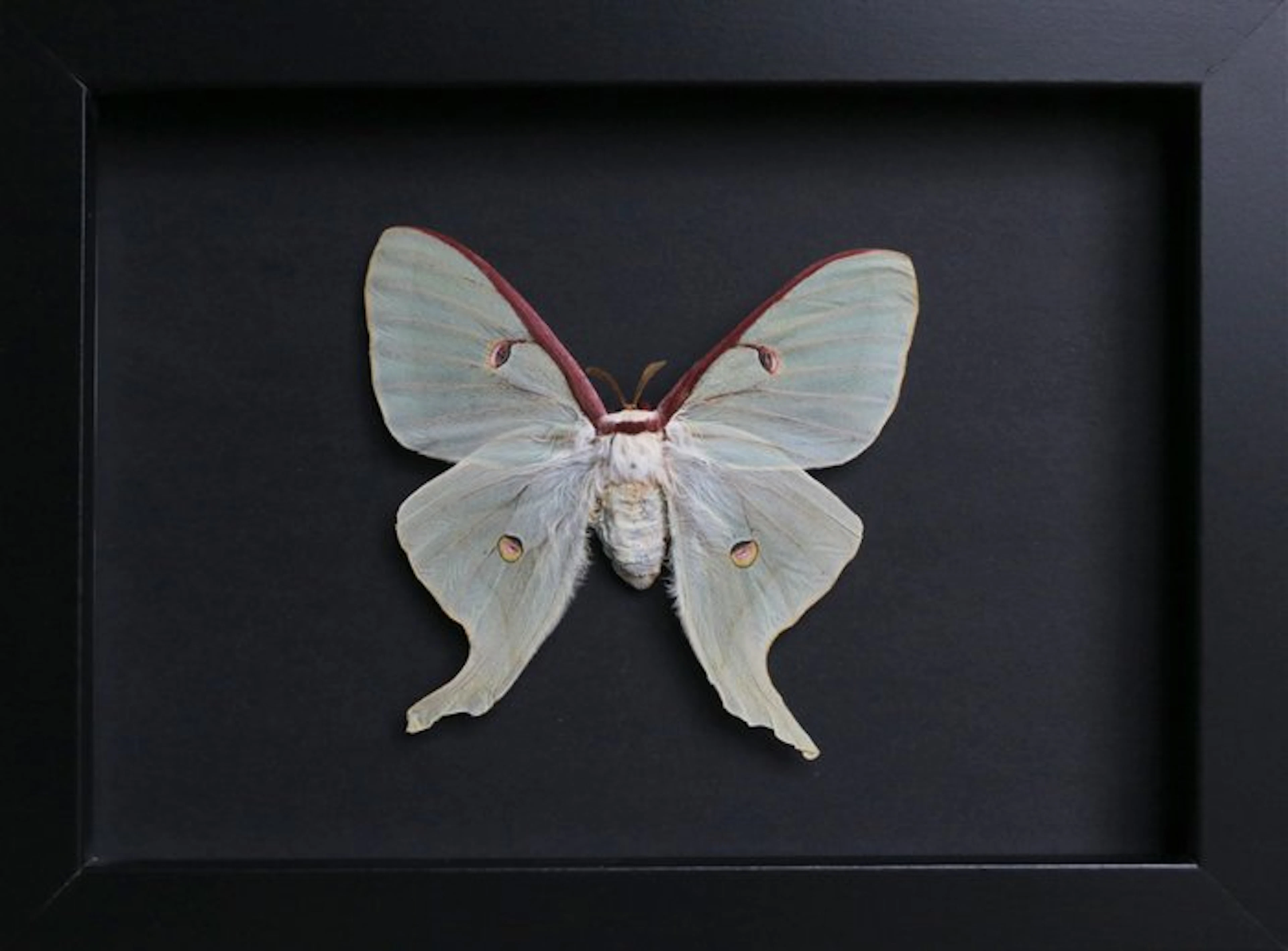 Moth Taxidermy full body mount - Cadre Actias Luna...