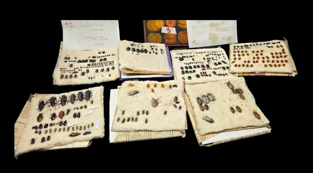 Palearctic insect hunting layers - large collection for...