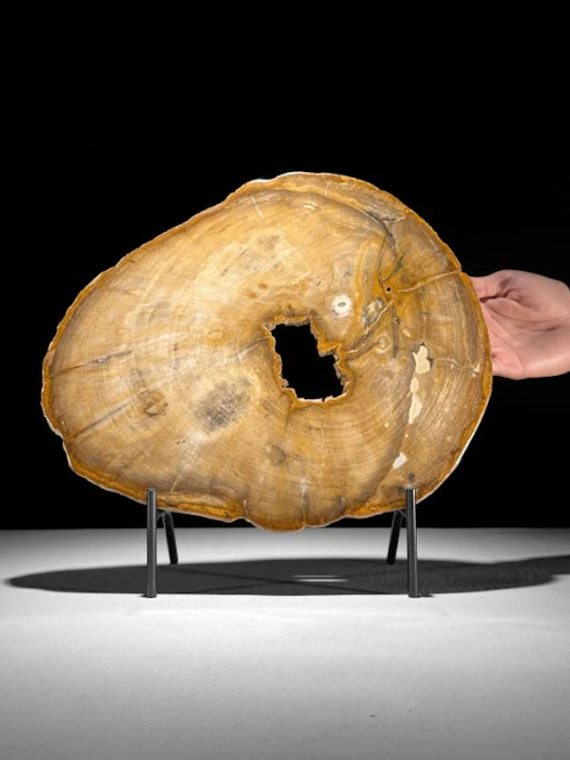 Stunning Slice of Petrified Wood on a custom stand...