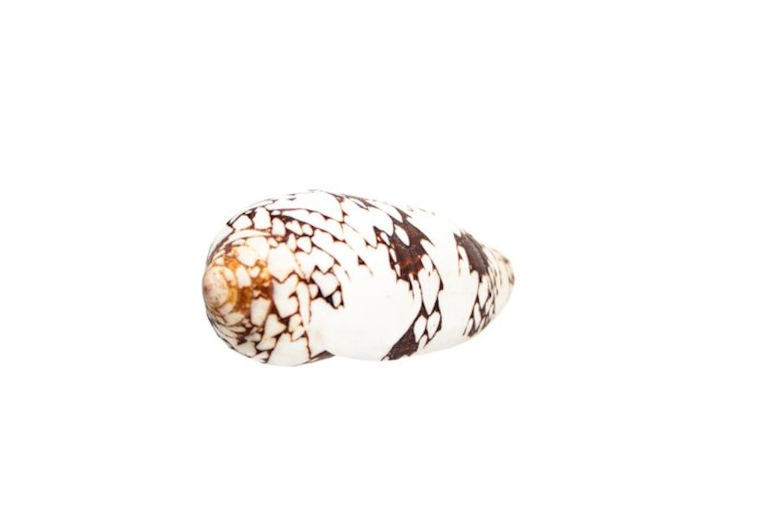 Bishop's cone snail (Conus episcopatus) – A majestic...