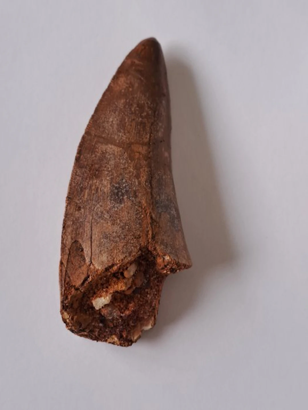 Theropod Dinosaur - Fossil tooth - 8.2 cm - 3 cm