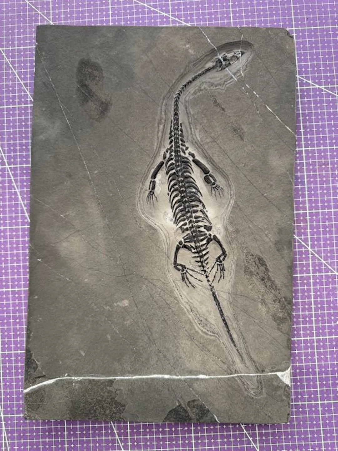 Fossil reptile: Keichousaurus - a rare testimony from the...