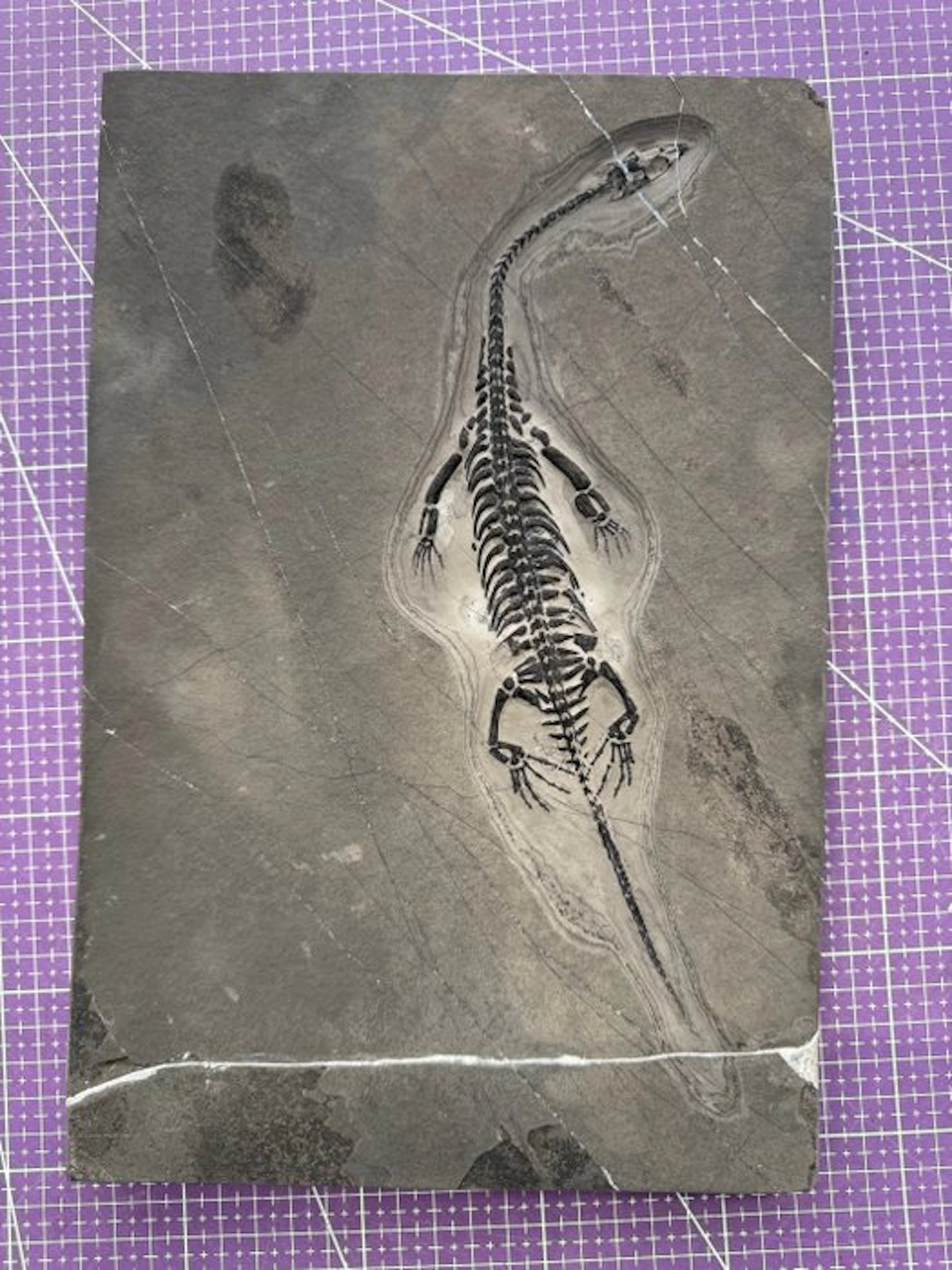 Fossil reptile: Keichousaurus - a rare testimony from the...