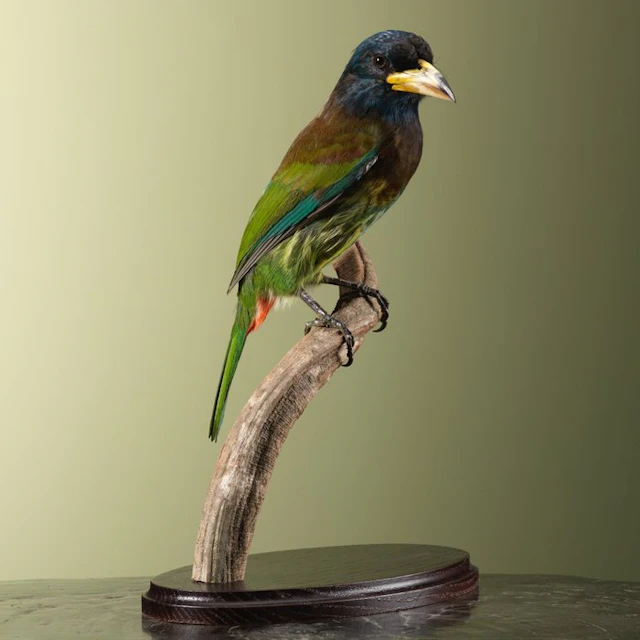 Bearded vulture Taxidermy full body mount - Psilopogon...