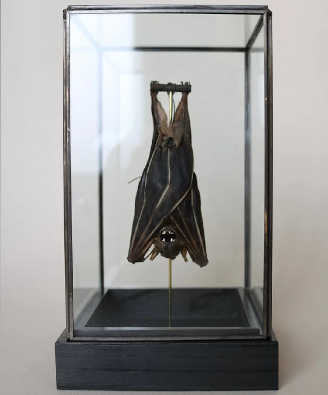 Bat Taxidermy full body mount - Cynopterus brachyotis...