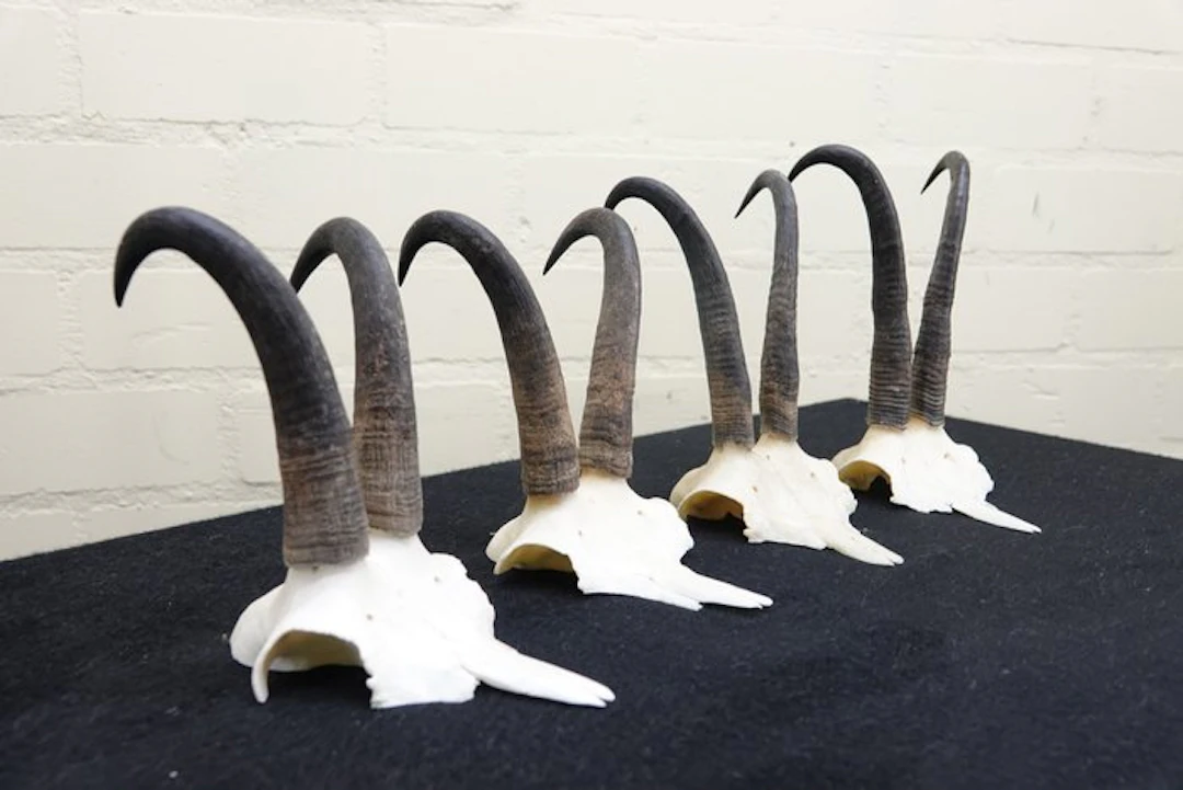 Chamois - skull with horns Skull - Rupicapra rupicapra...