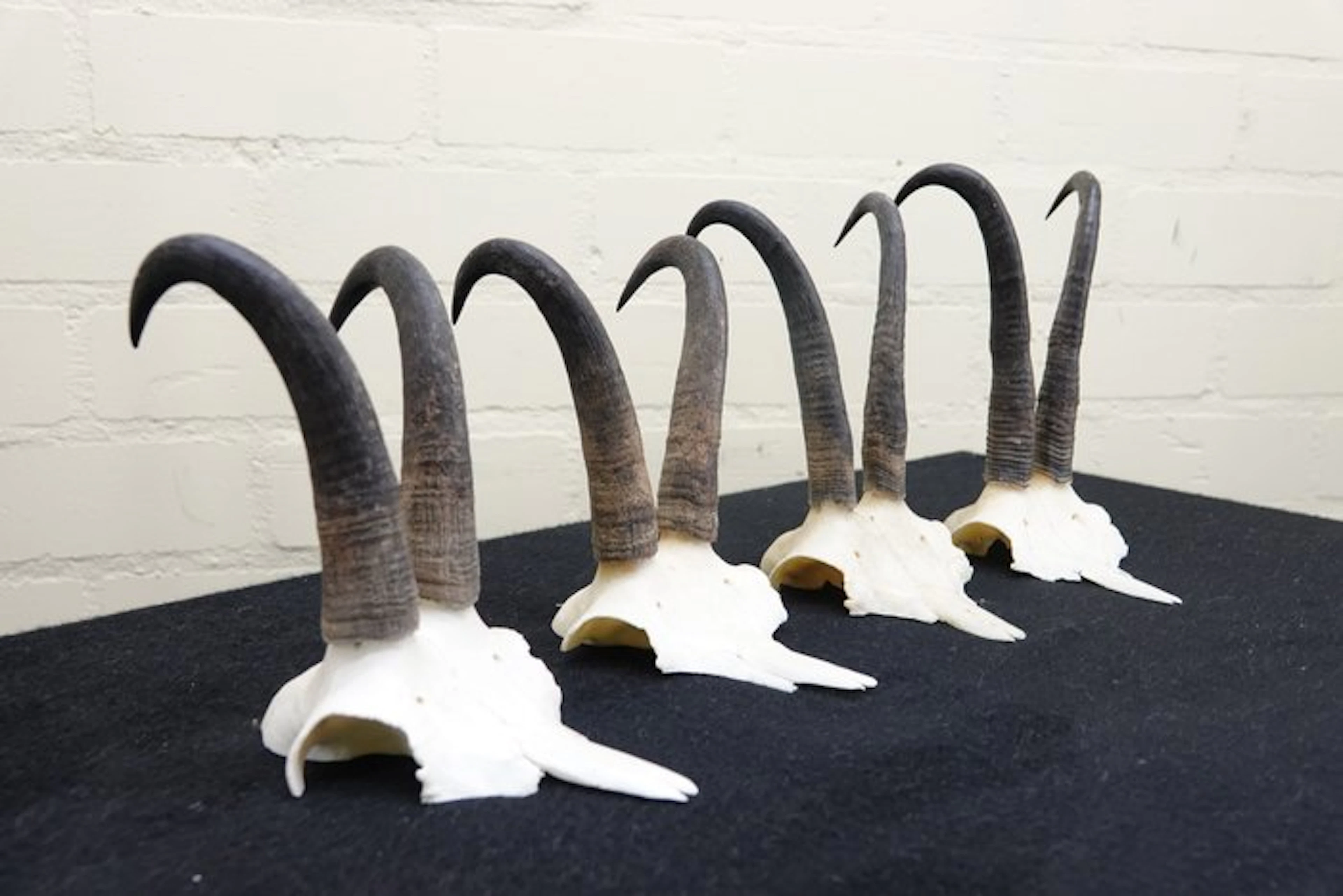 Chamois - skull with horns Skull - Rupicapra rupicapra...