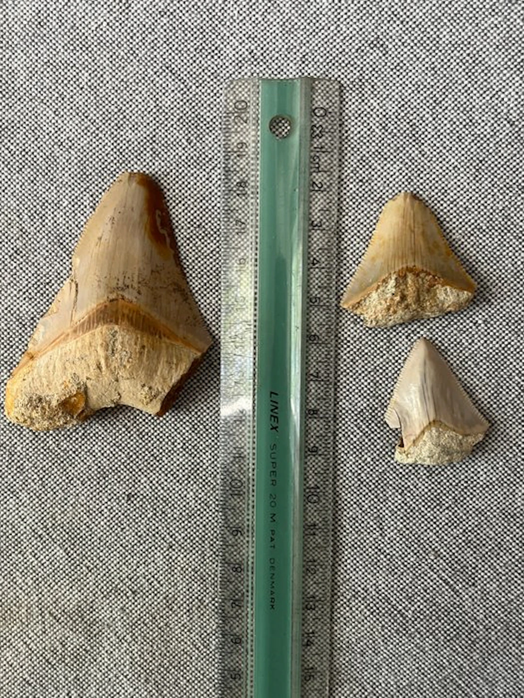 3 x Megalodon tooth 3,6 cm