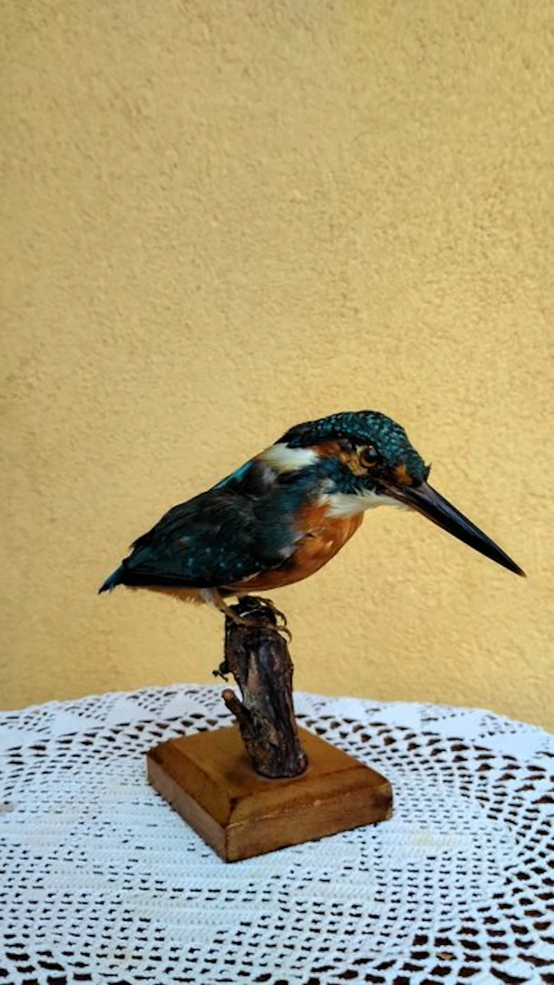 Kingfisher Taxidermy full body mount - Alcedo atthis...