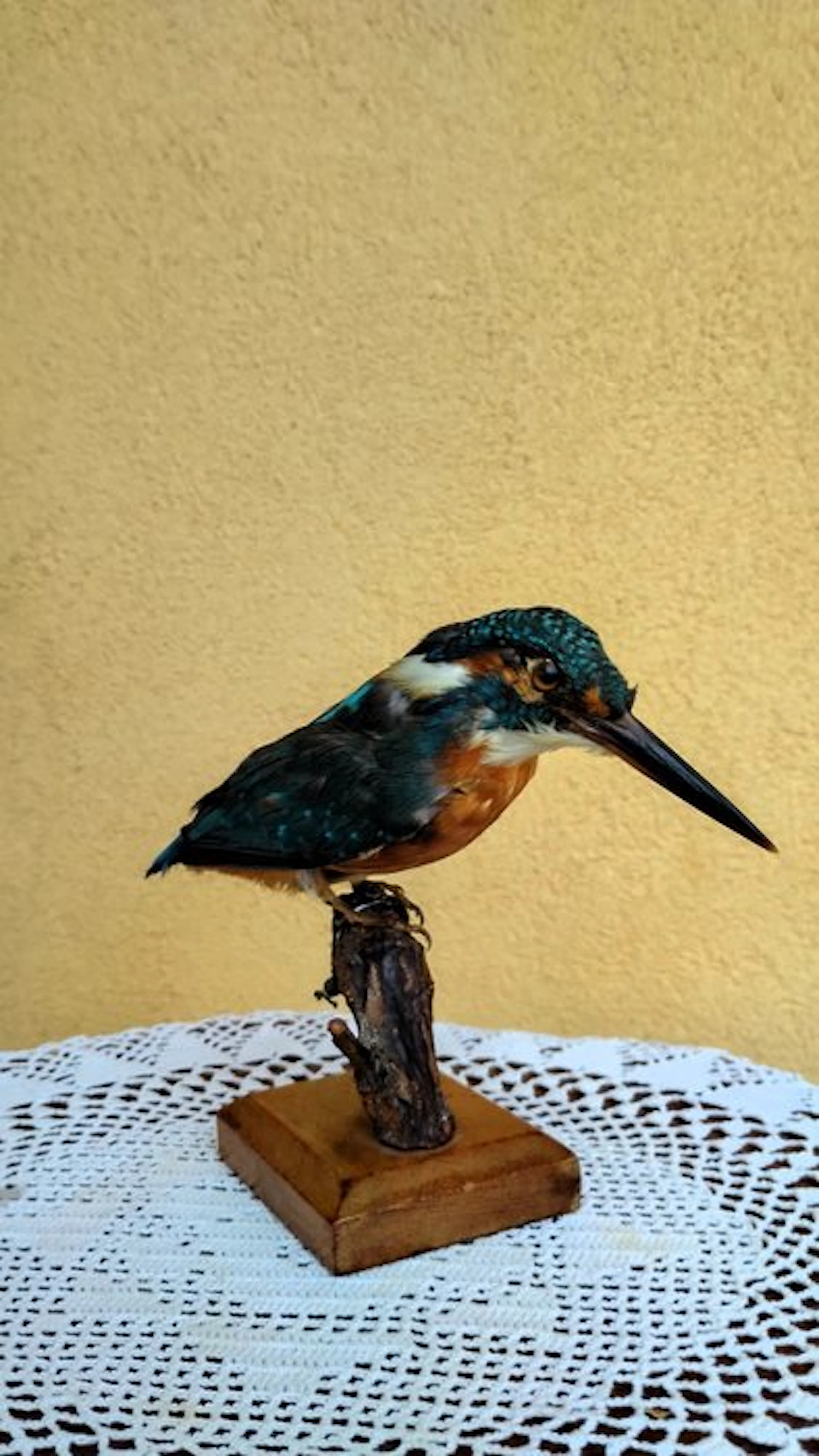 Kingfisher Taxidermy full body mount - Alcedo atthis...
