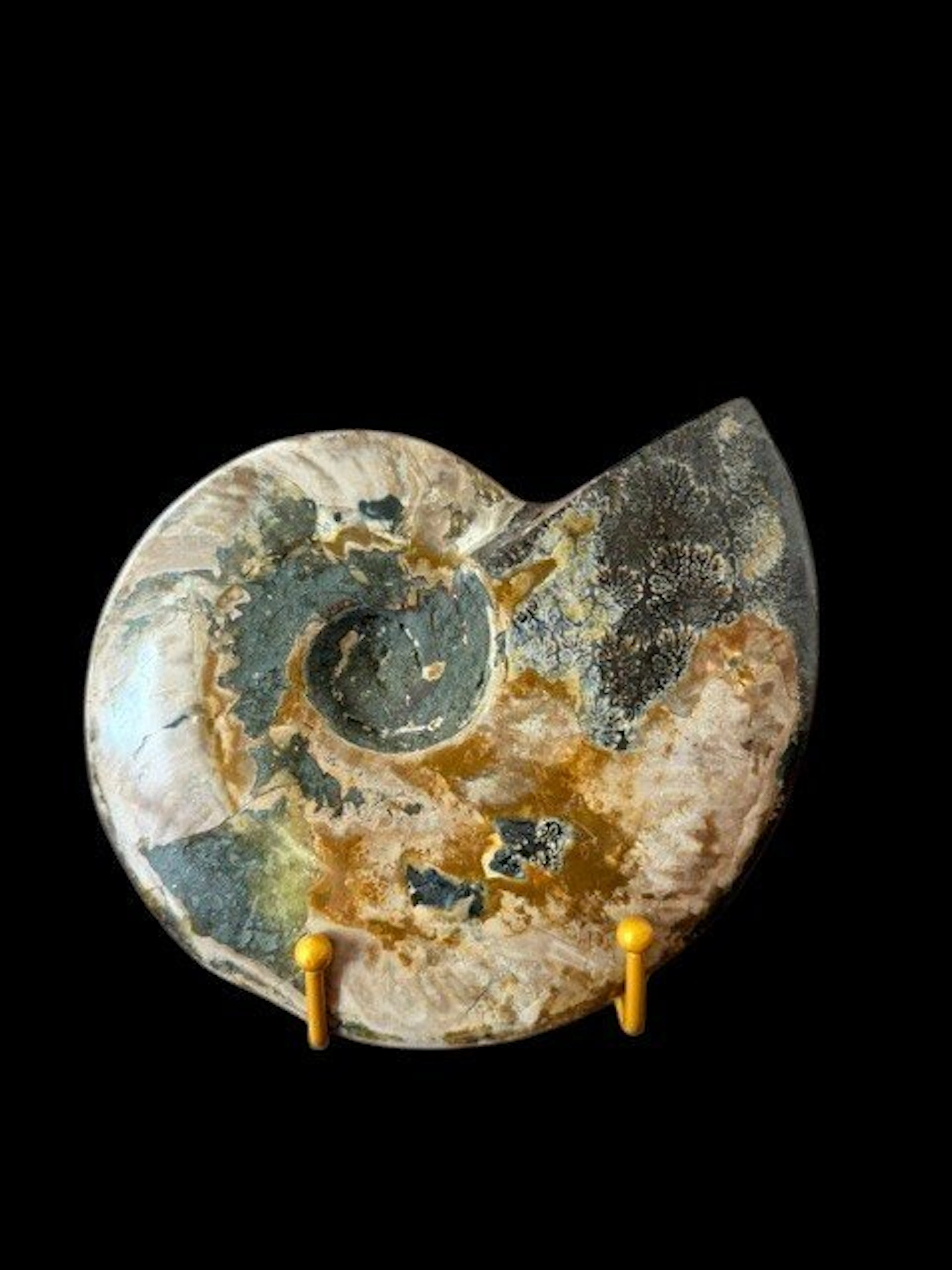 Cleoniceras besairiei - Fossilised shell - 16 cm - 20 cm