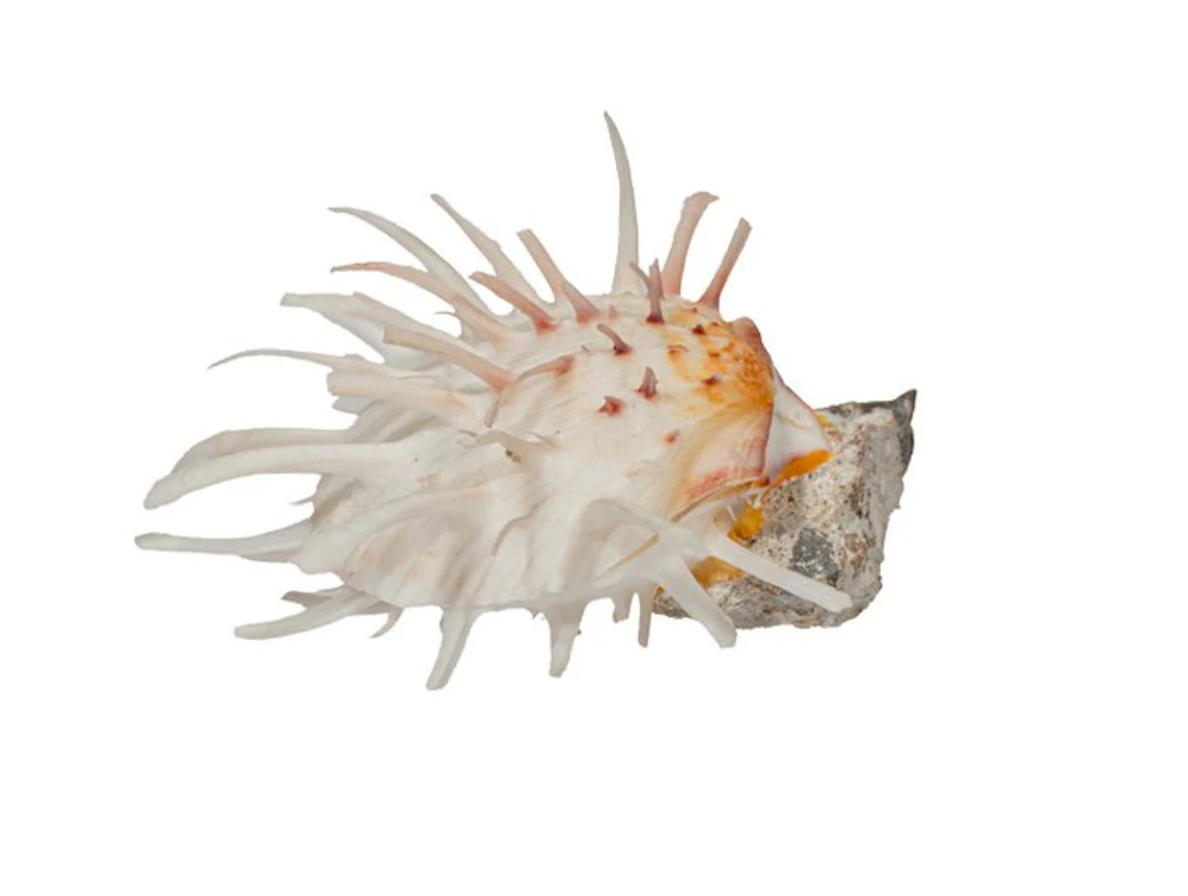 Exclusive Spondylus americanus – rarity from South Florida (91mm