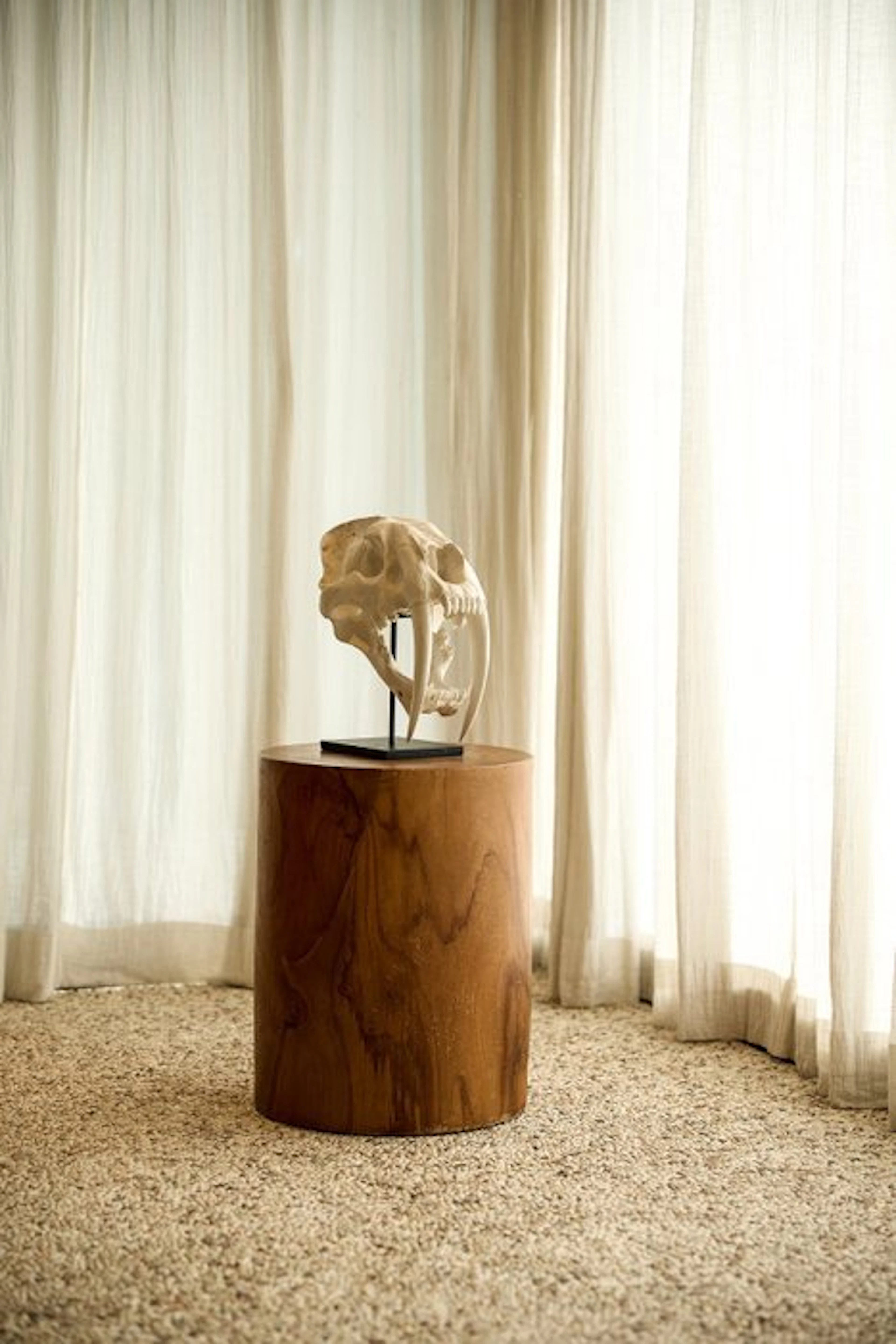 NO RESERVE PRICE - Replica of Saber Tiger Tooth Skull on...