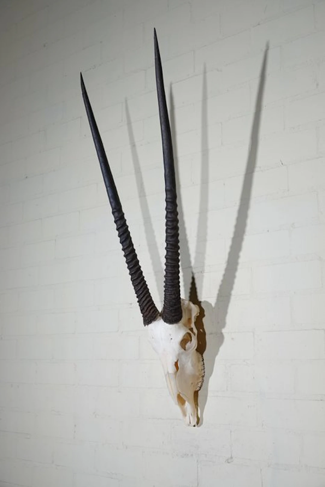 Gemsbok skull Mammal skull - Oryx gazella - 30 cm - 115...