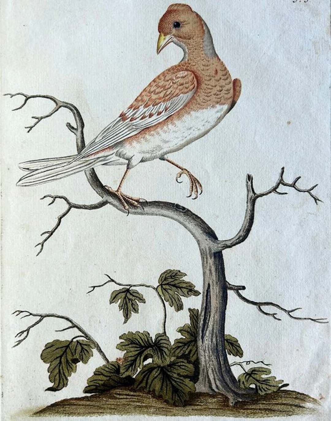 Joseph Franz Edlen von Jacquin - Beyträge zur Geschichte der Vögel - 1784