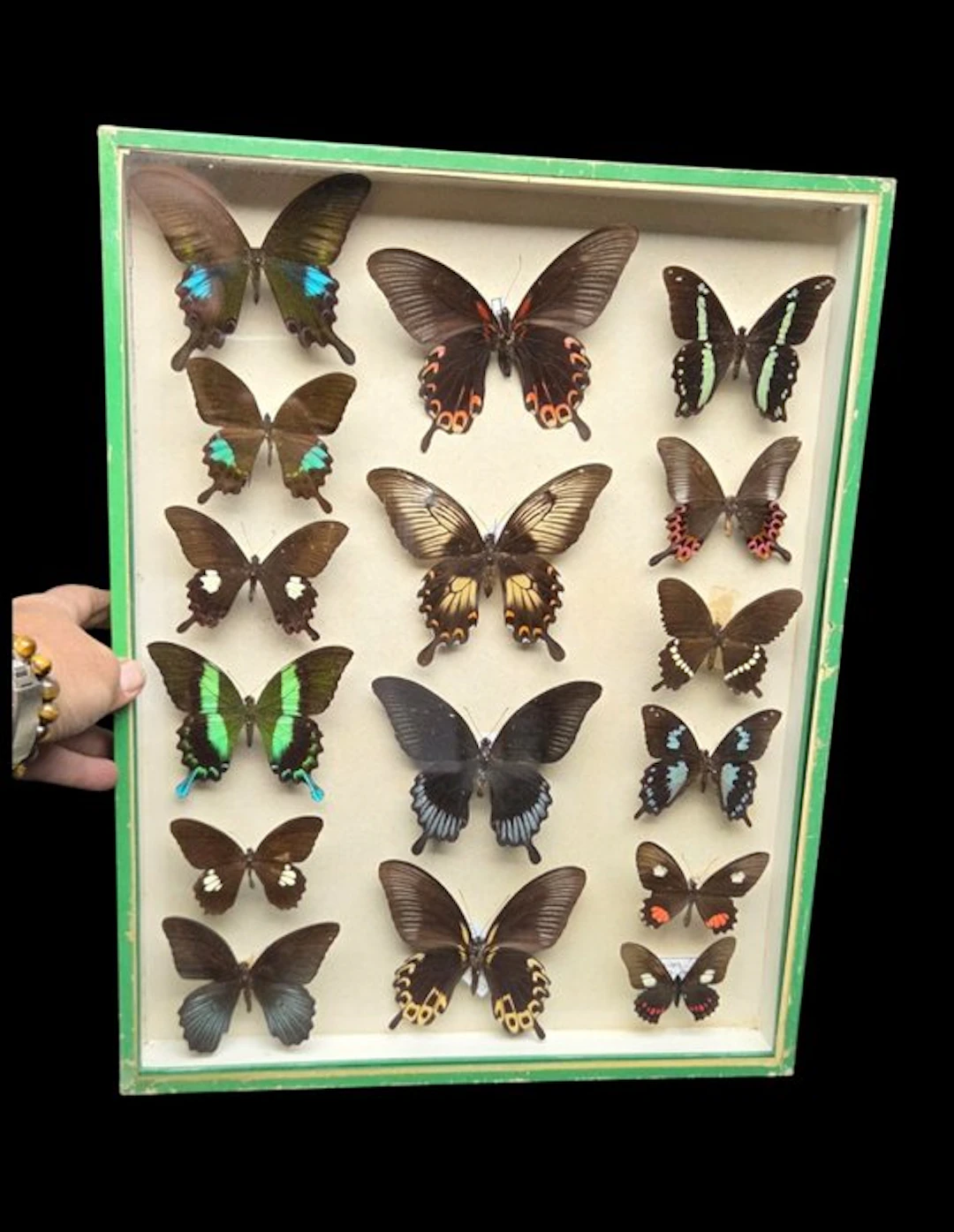 Very Large Papillio sp