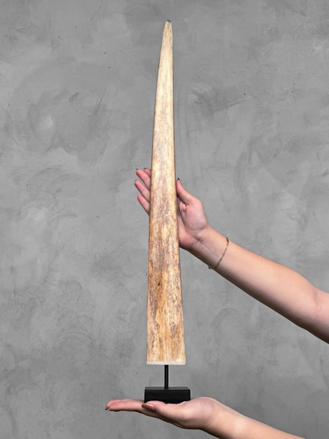 NO RESERVE PRICE - Stunning Swordfish Tusk mounted on a...