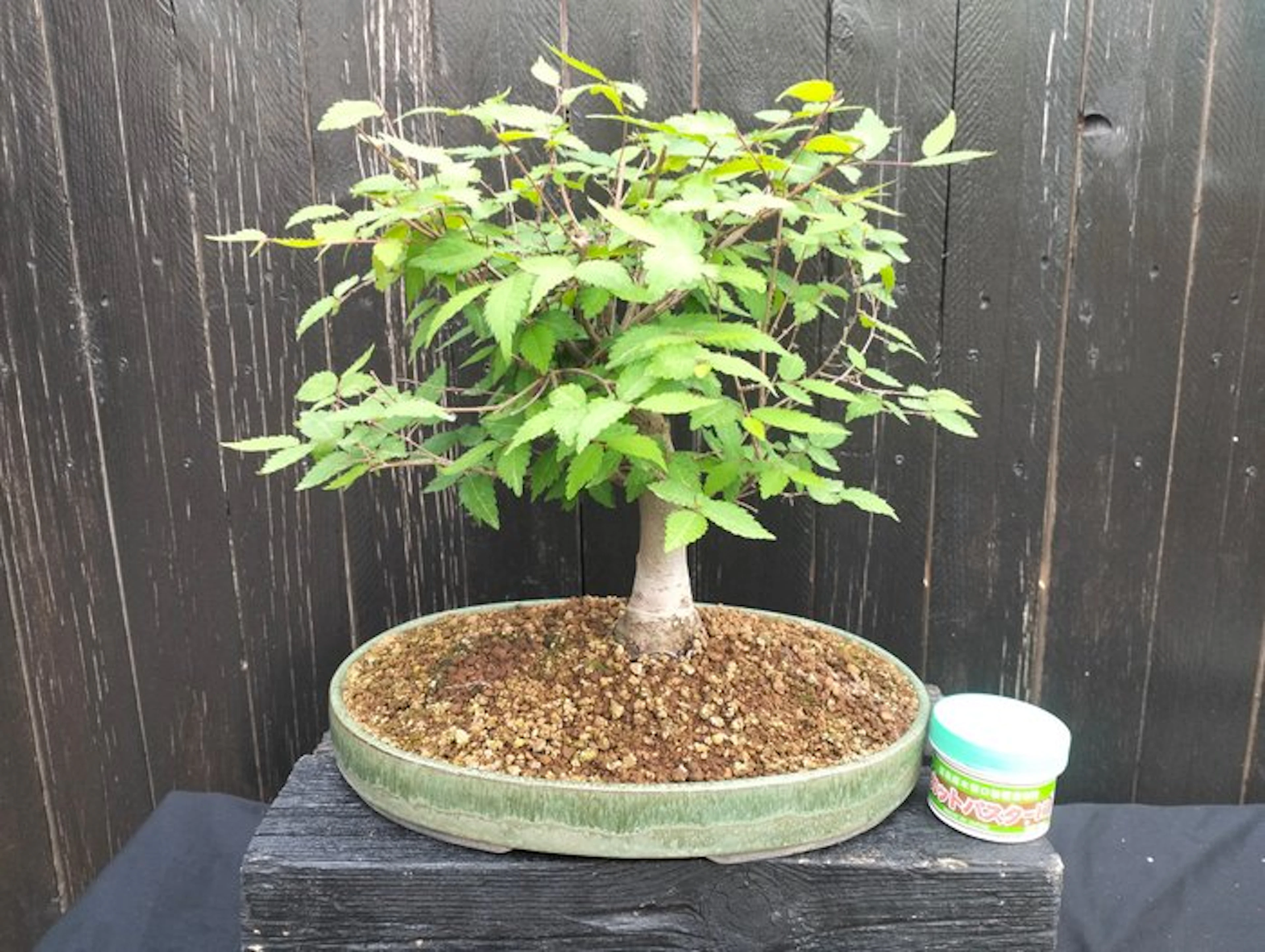 bonsai Zelkova serrata - Height (Tree): 30 cm - Depth (Tree): 30 cm - Japan