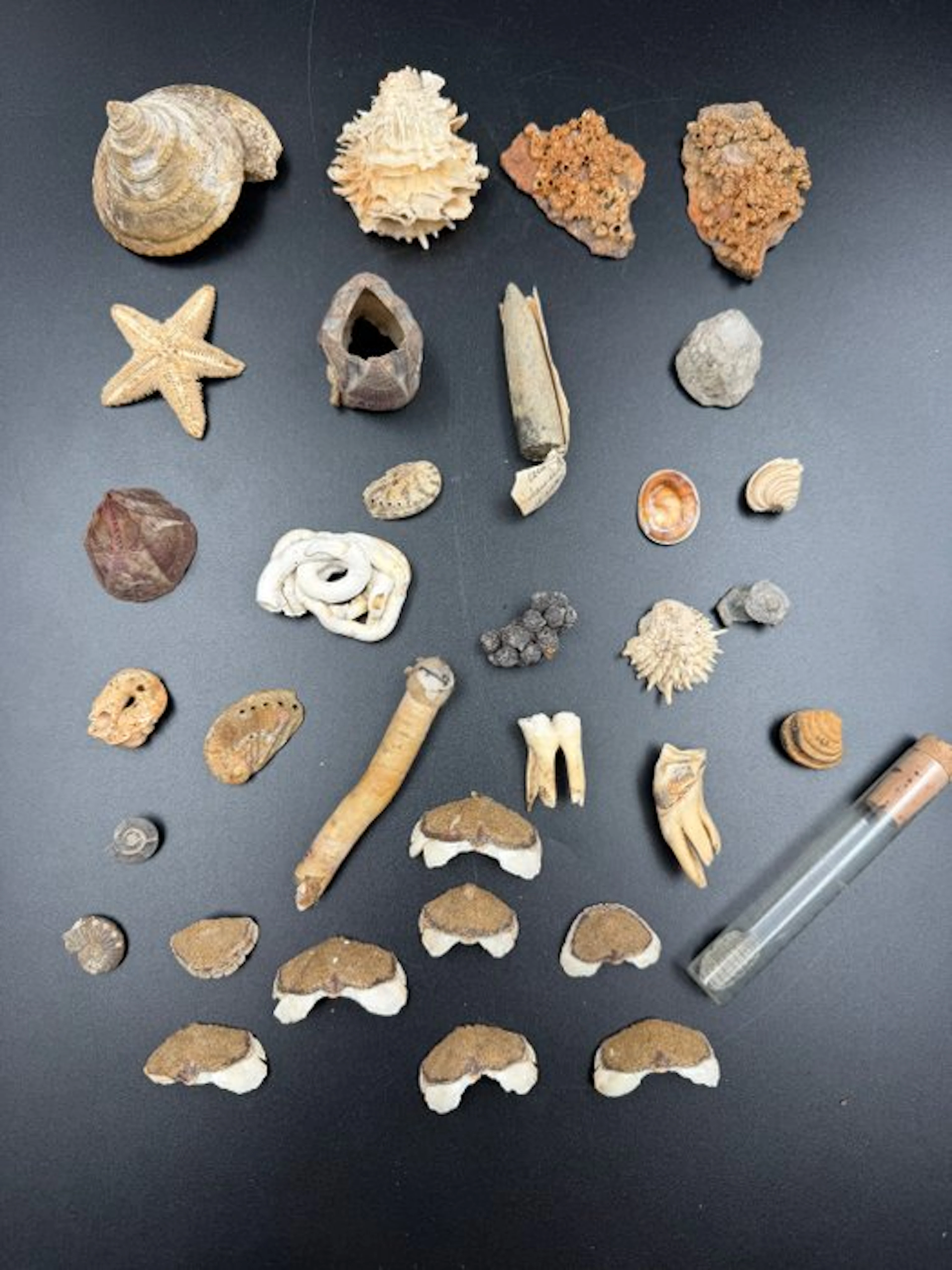 Themed collection - Natural history curiosities collection – Starfish