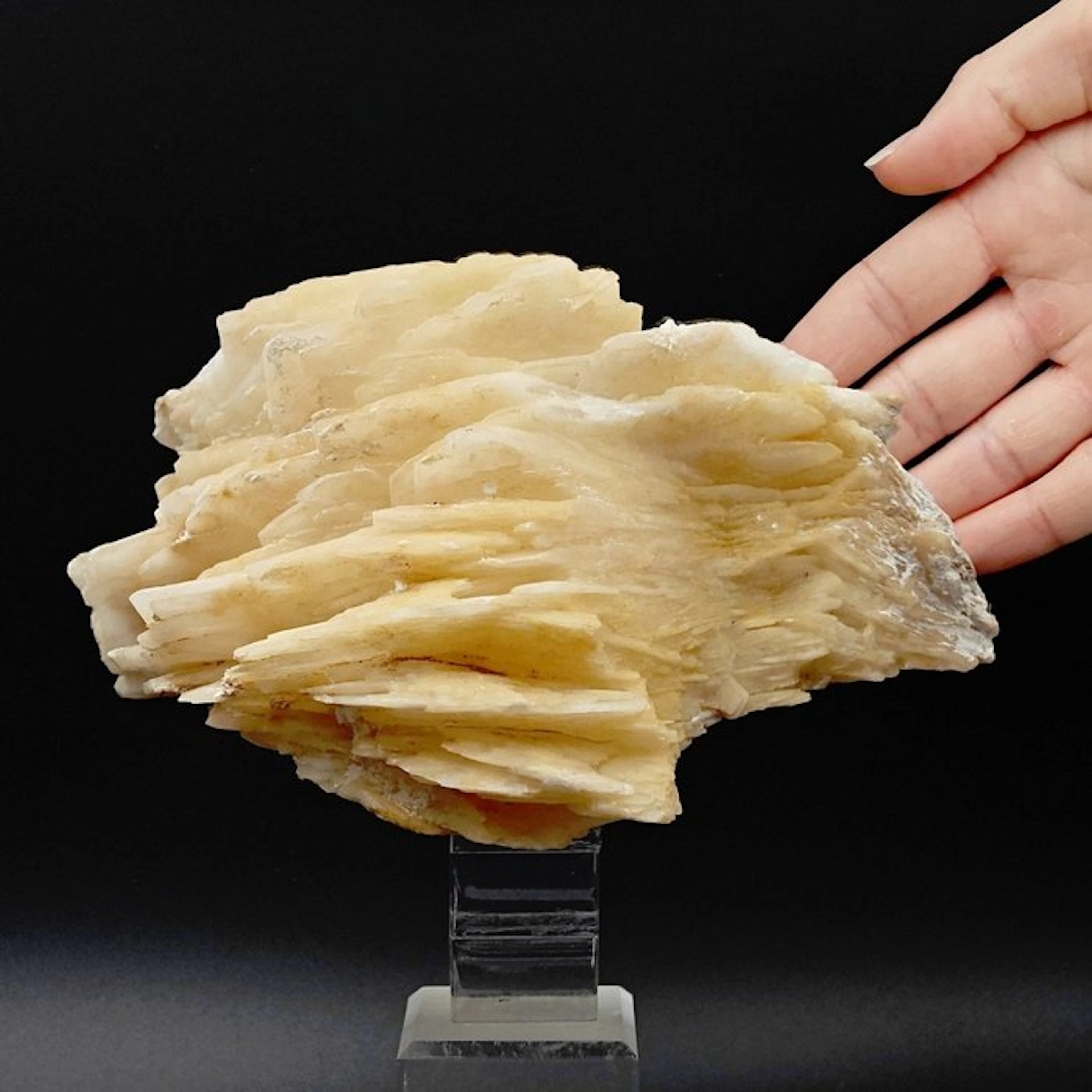 Barite Rosata Aesthetics in Lame