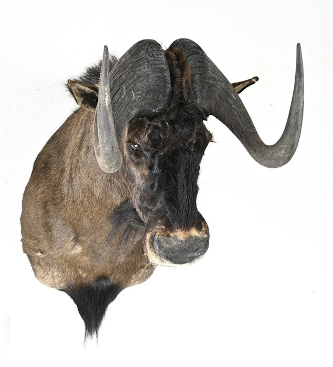 Wildebeest Taxidermy full body mount - Gnoe Taxidermie...