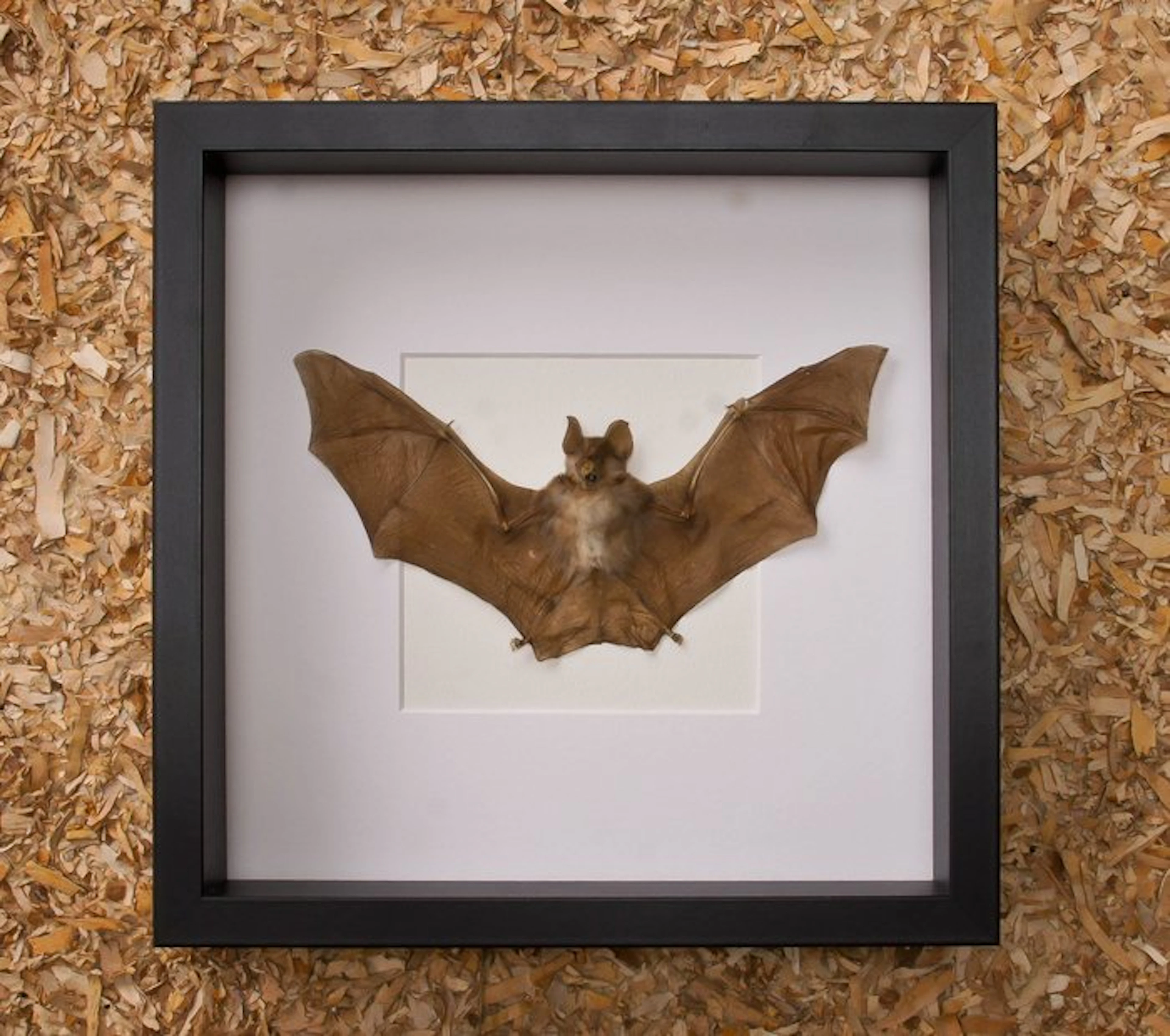 Bat Taxidermy full body mount - Rhinolophus lepidus - 27...