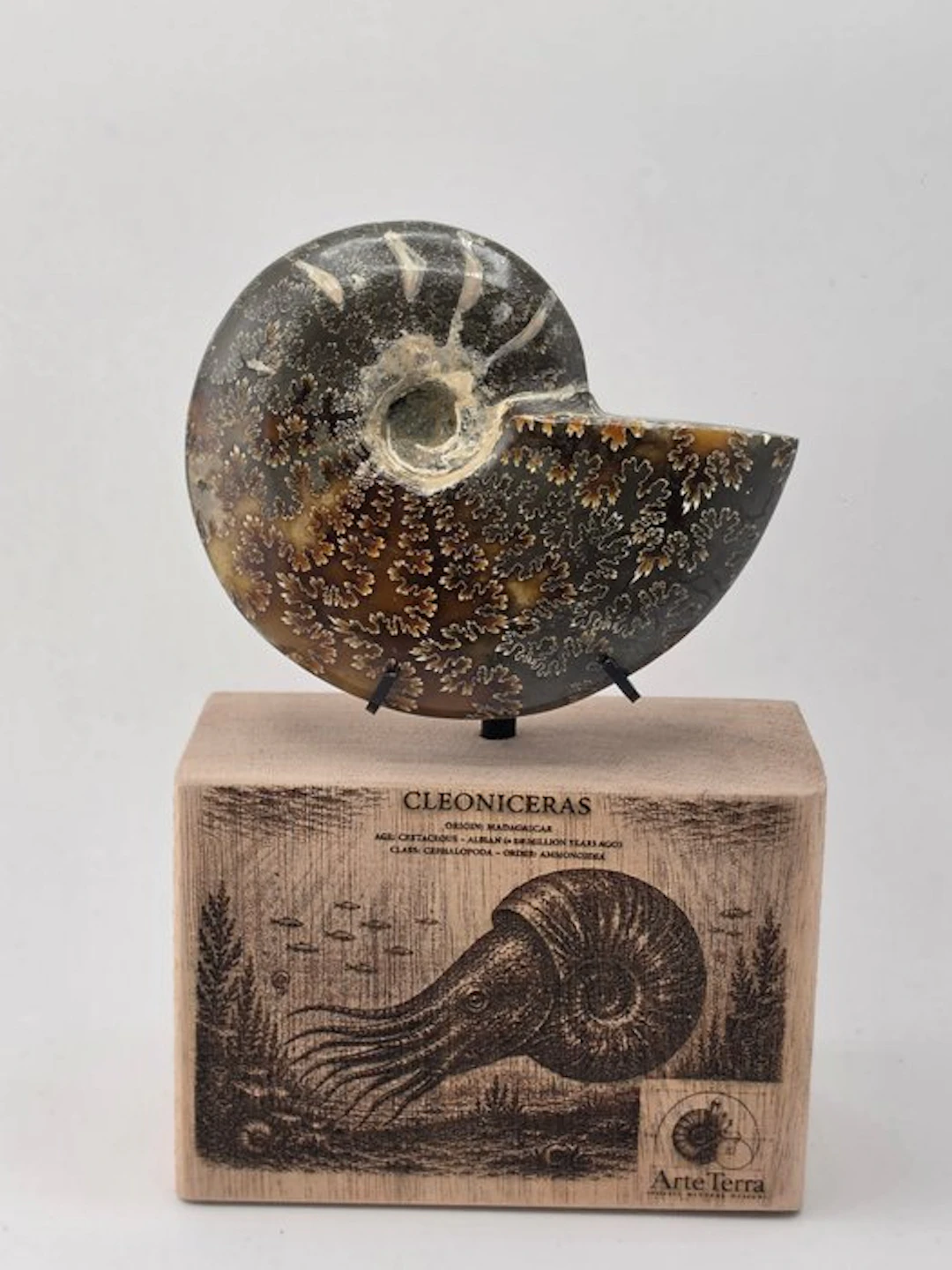 Ammonite - Fossilised animal - Cleoniceras Ammonite...