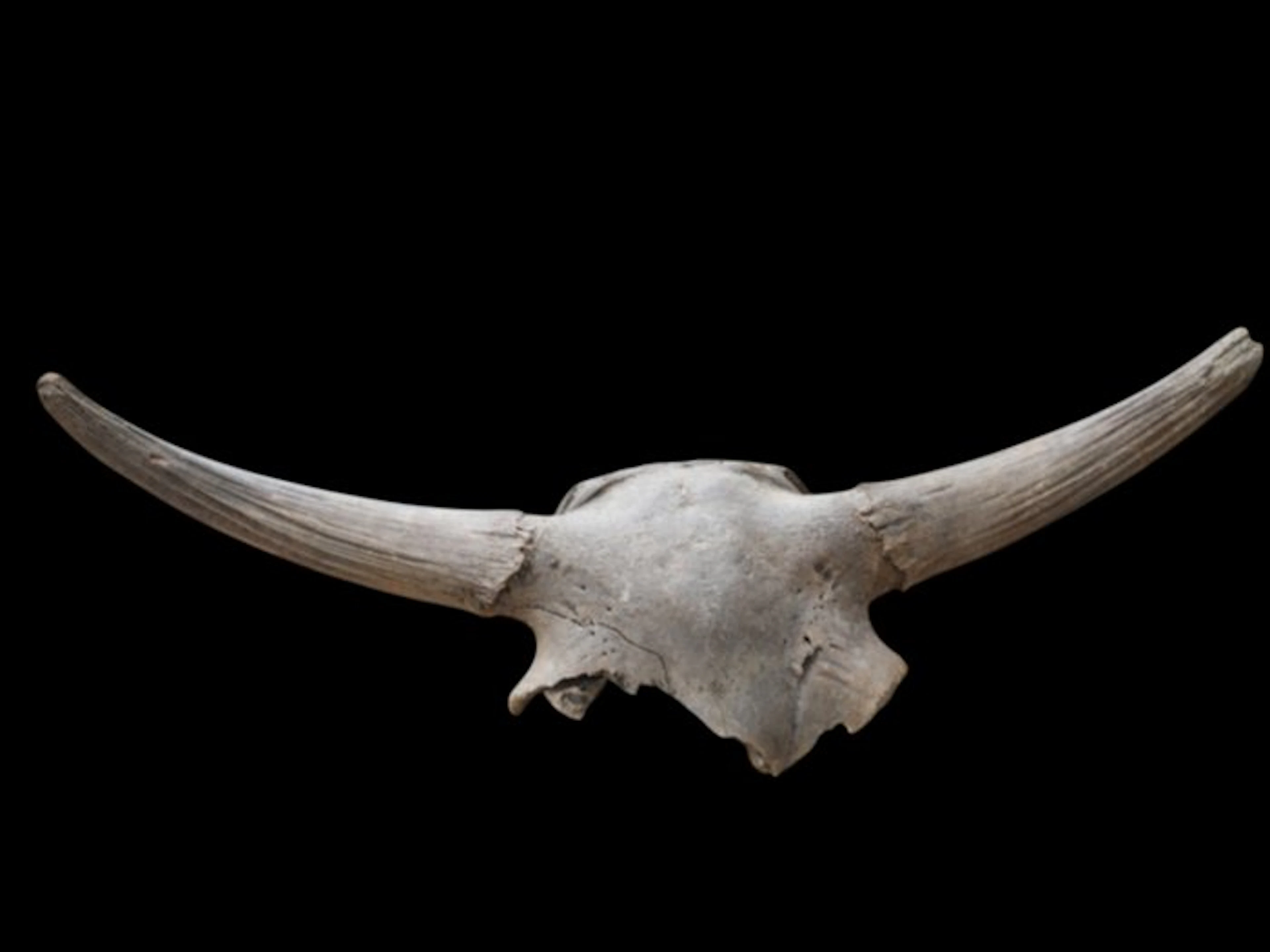 Bison - Fossil skull - Bison Priscus - 35 cm - 106 cm