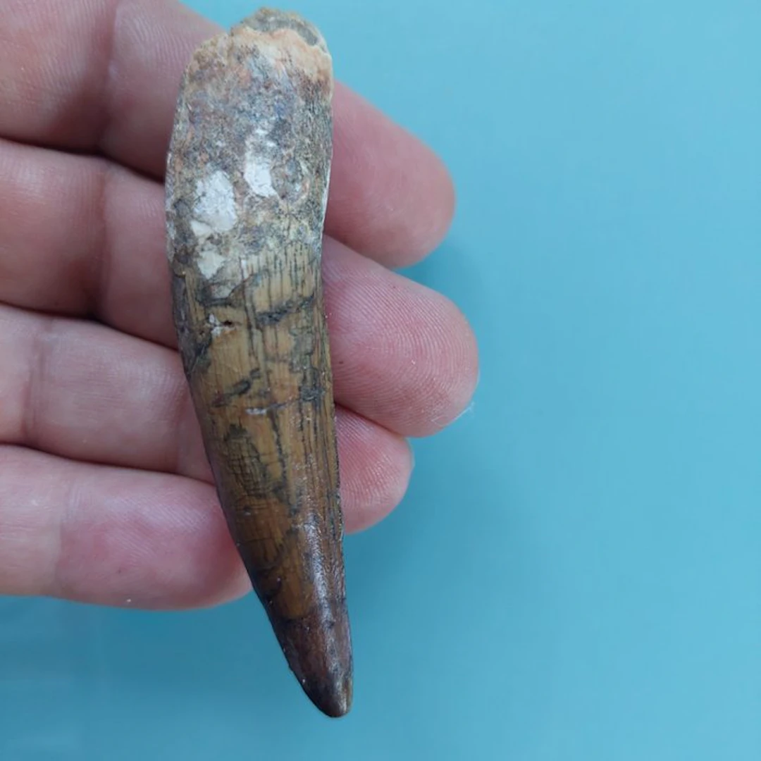 Spinosaur - Fossil tooth - 85 mm - 20 cm