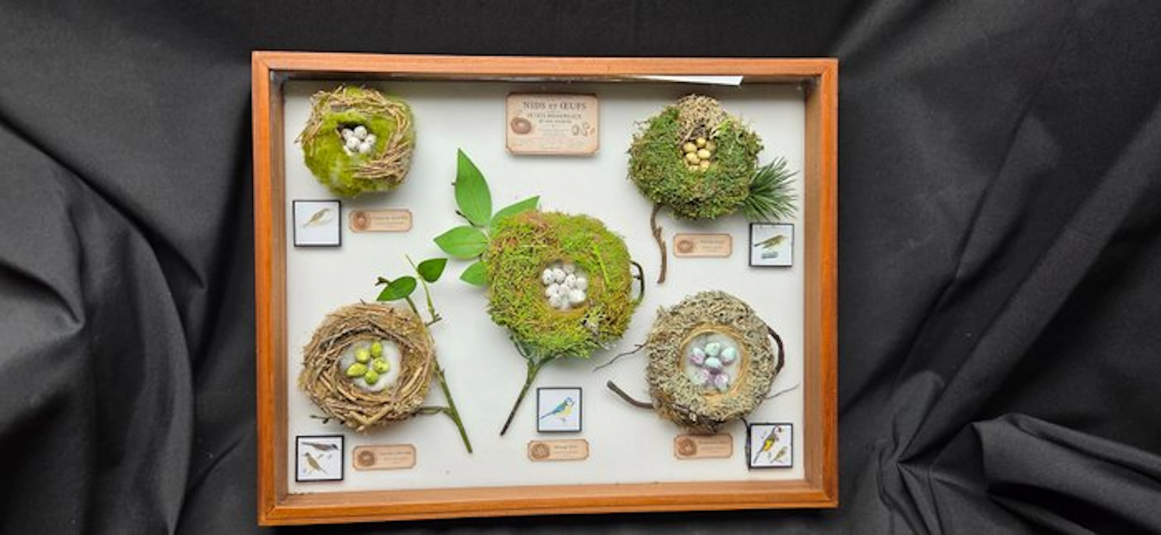 Fabulous museum box - Exact Replica of the original nest...