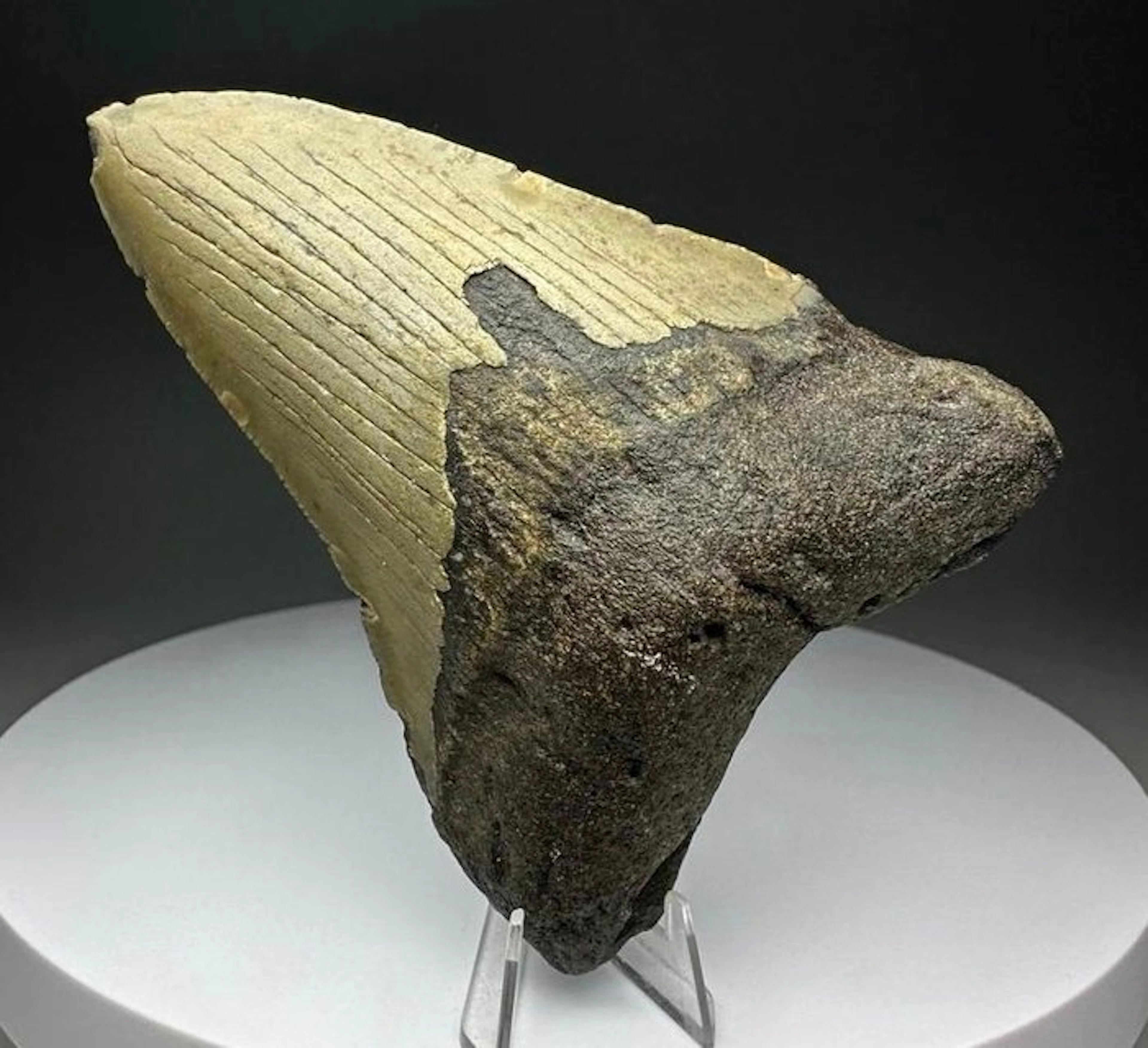Megalodon - Fossil tooth - 10 cm - 7.5 cm