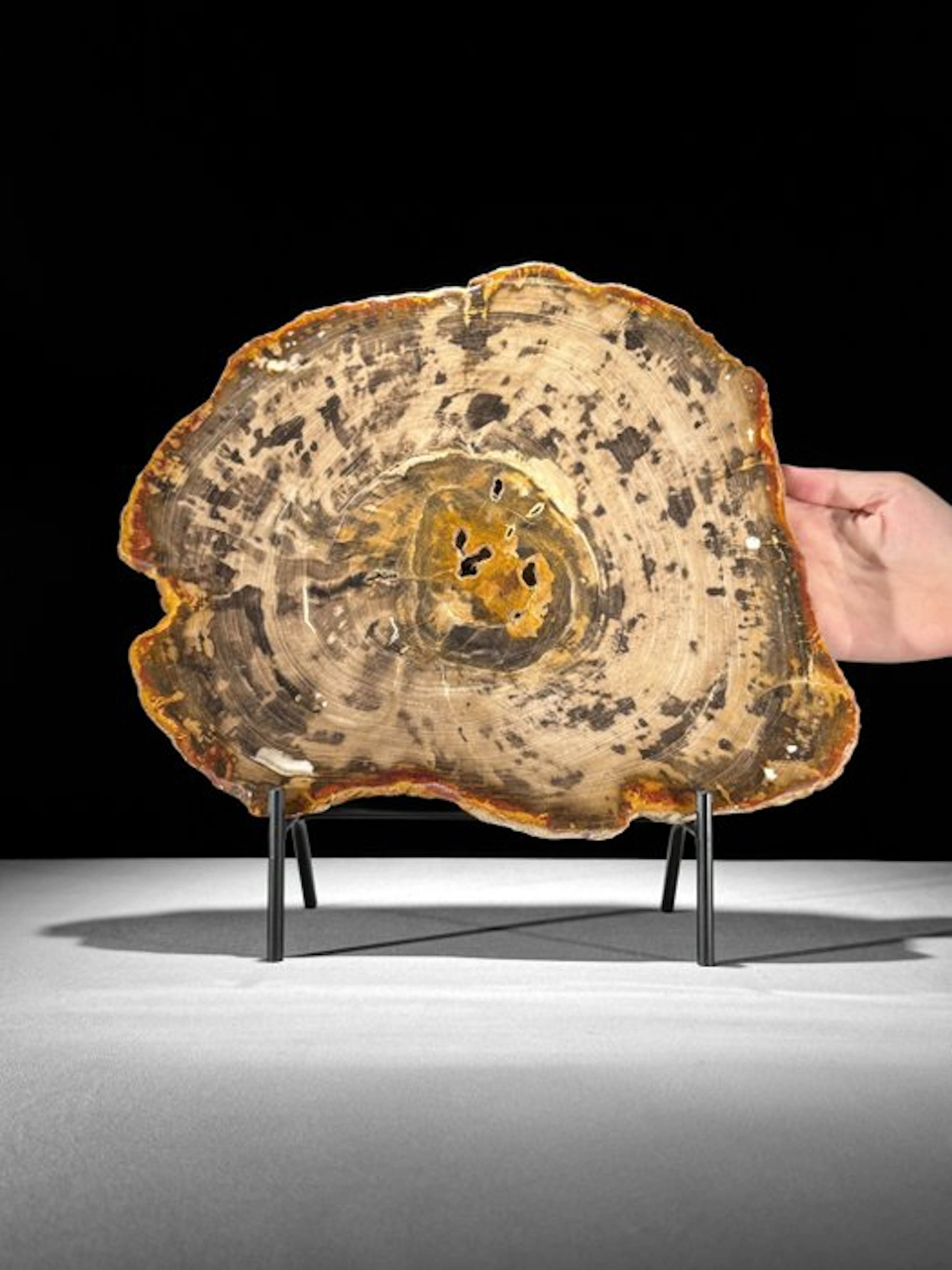 Wonderful Slice of Petrified Wood on a custom stand...