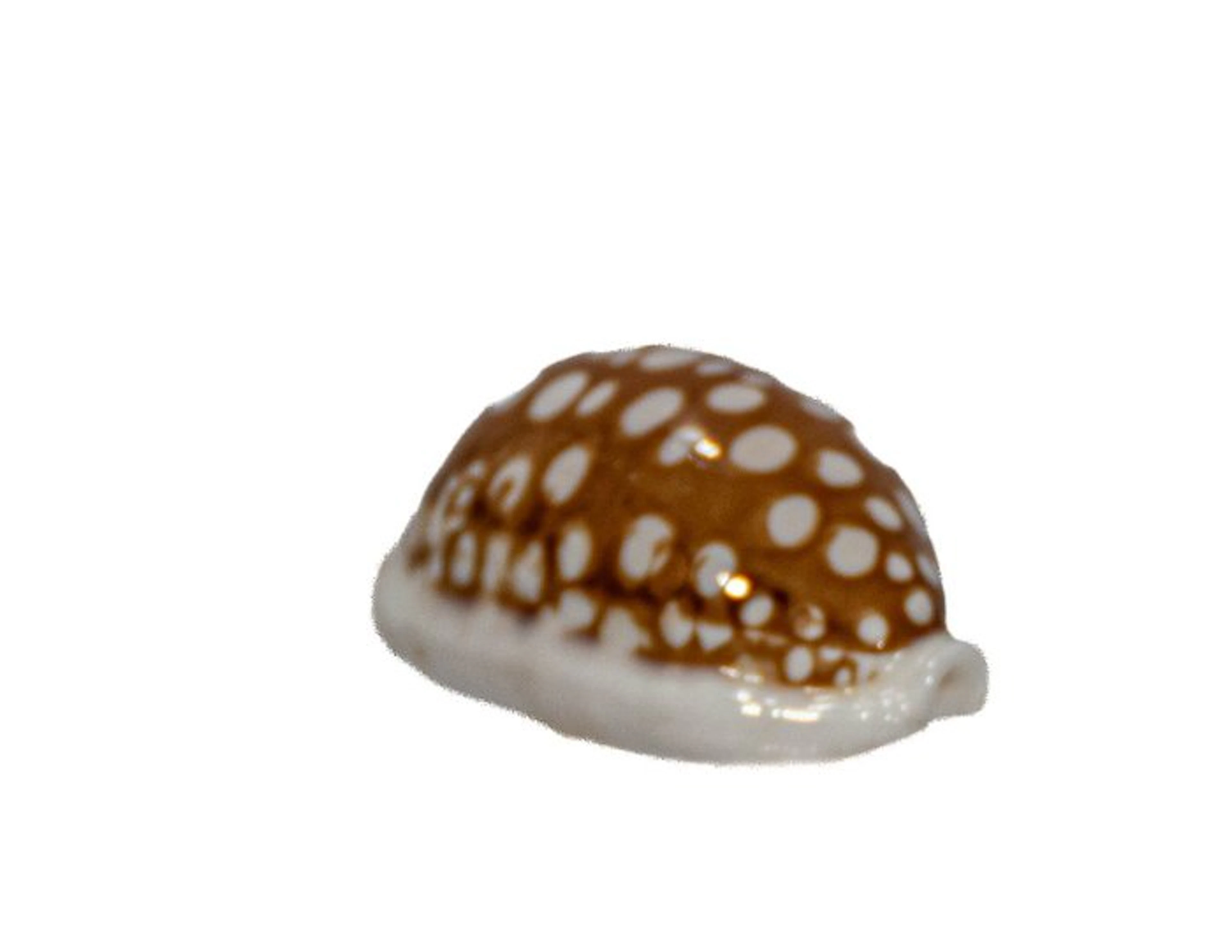 Sieb-Kauri: Cypraea cribraria (37 mm) – Flawless specimen...
