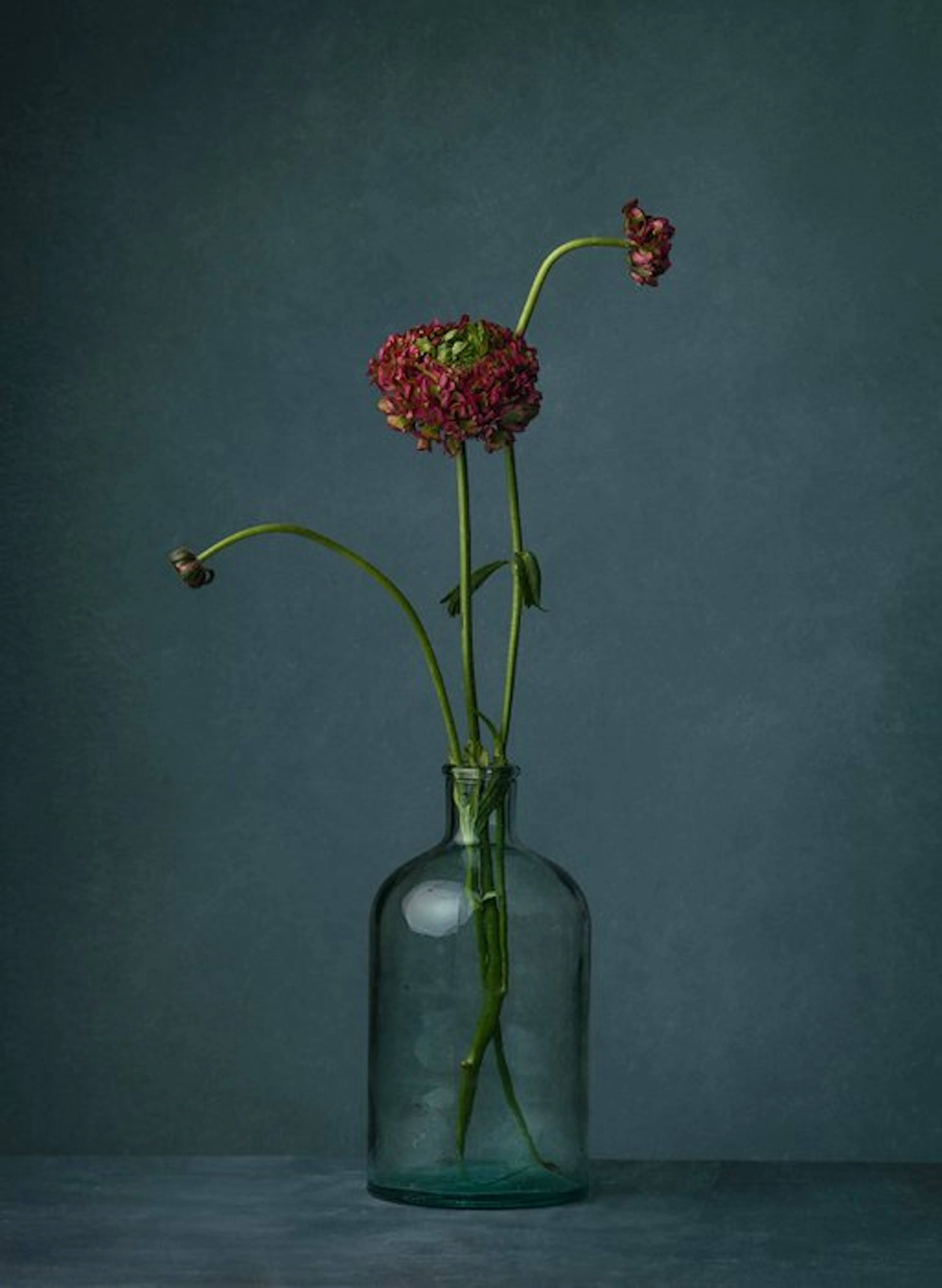 Tessa Posthuma de Boer - Ranunculus #6